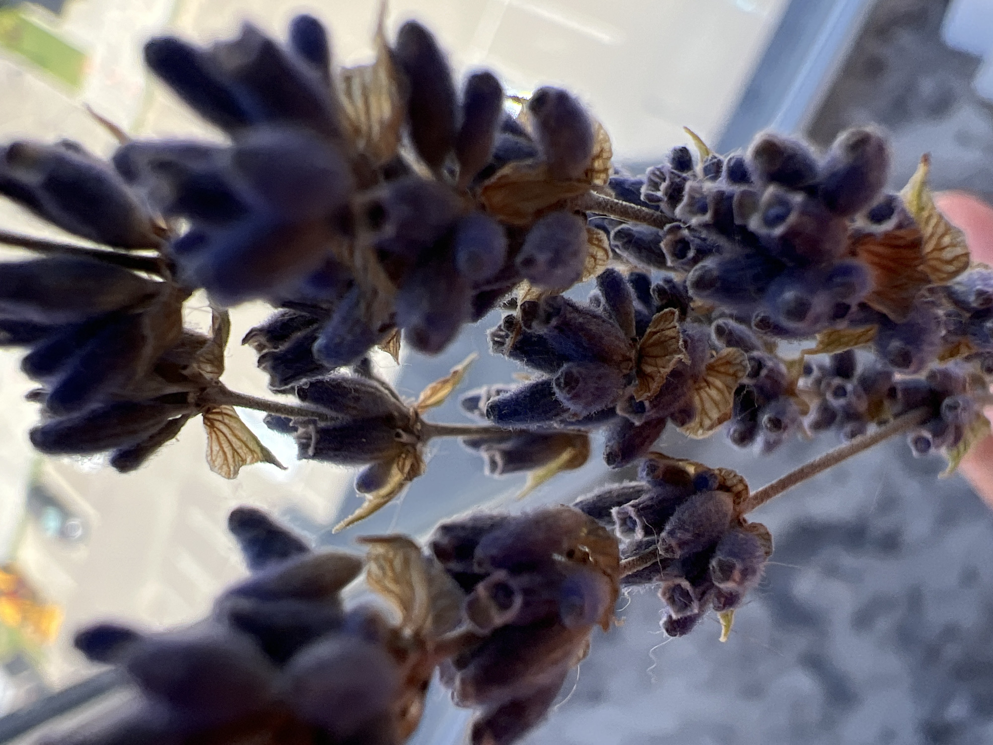 Dried lavender and an oddly shaped plum, up close