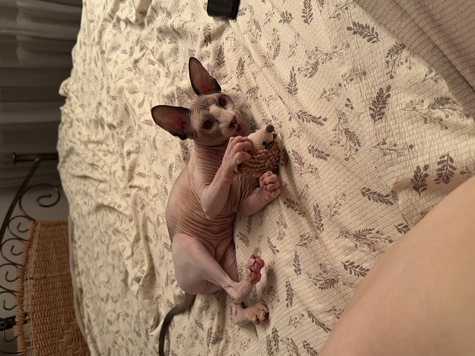 Sphynx and tabby cats at home in Odesa
