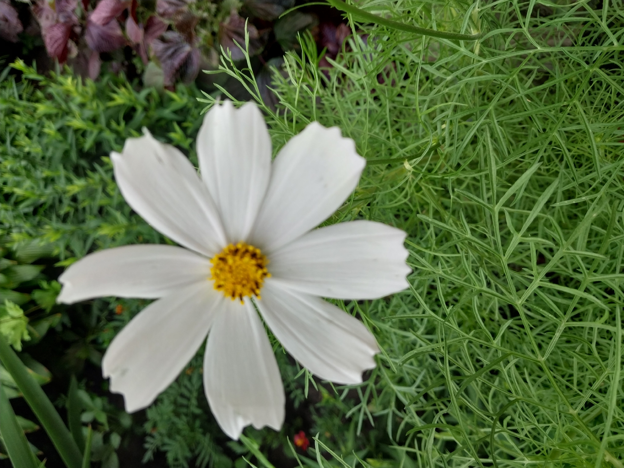 Summer flowers and street scenes from Dnipro, Ukraine