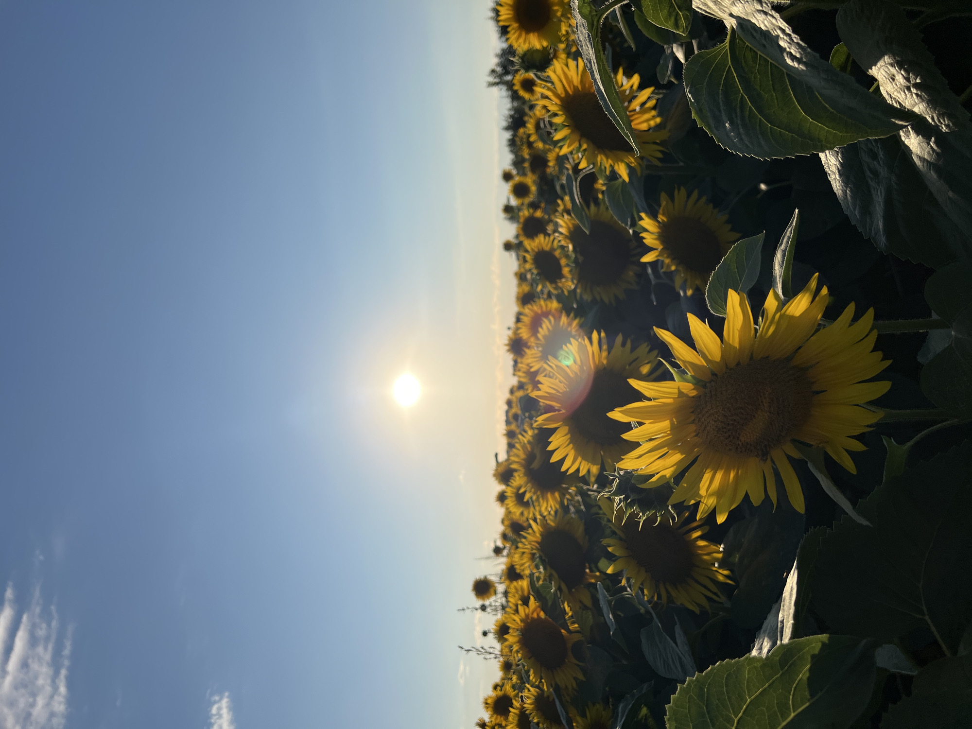 Golden hour in a Ukrainian sunflower field, Ostriv