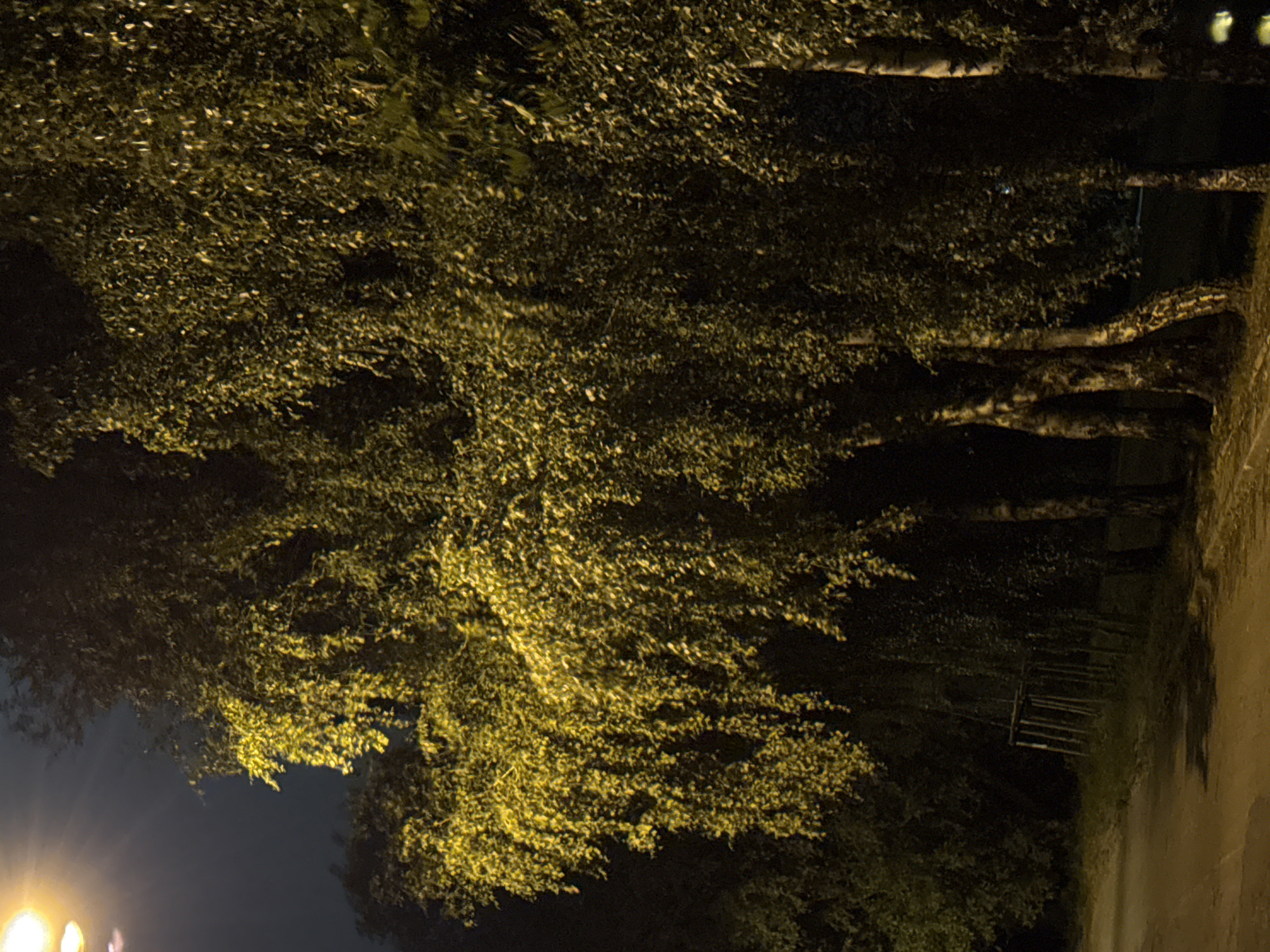 Night stroll through Szczecin's quiet streets, cat waiting at home