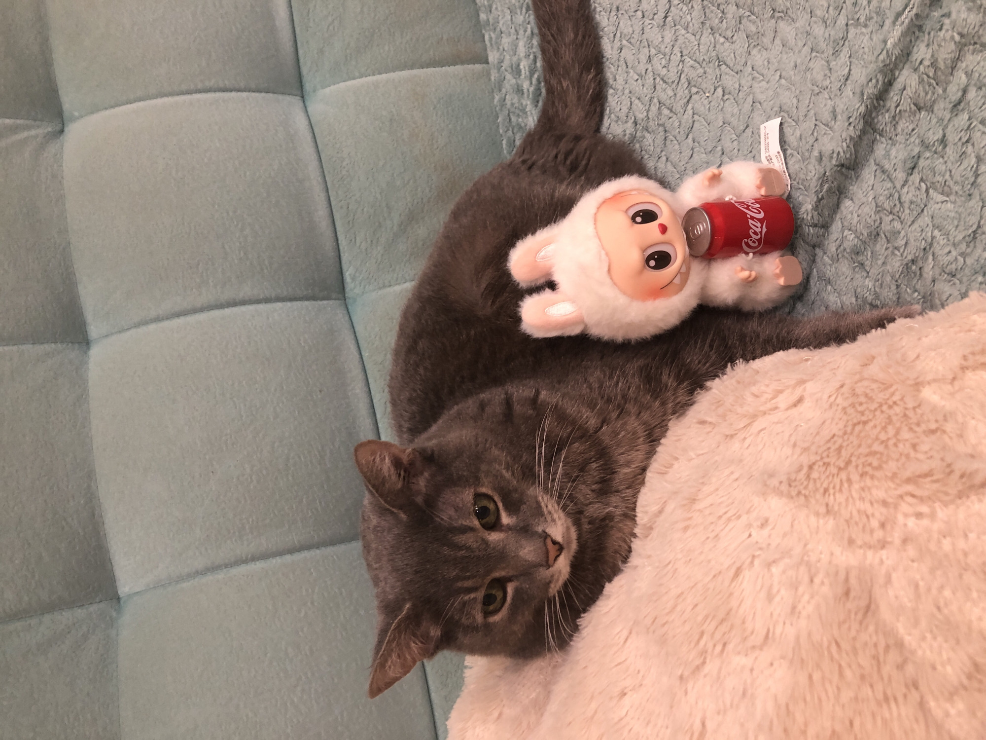 Cat, rabbit, and plush toys at home in Solikamsk