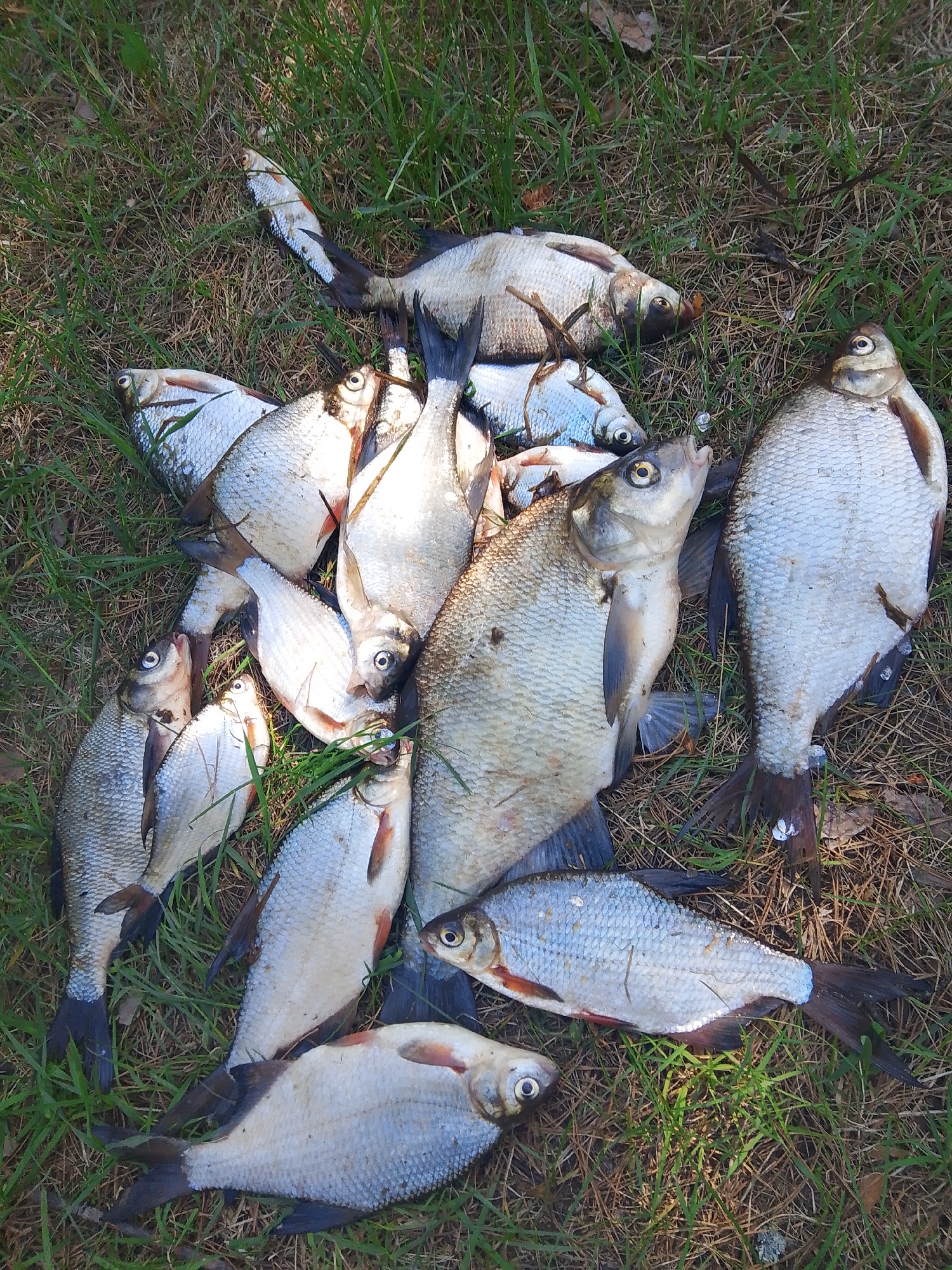 Dead fish discovered in Chaikovsky, Russia
