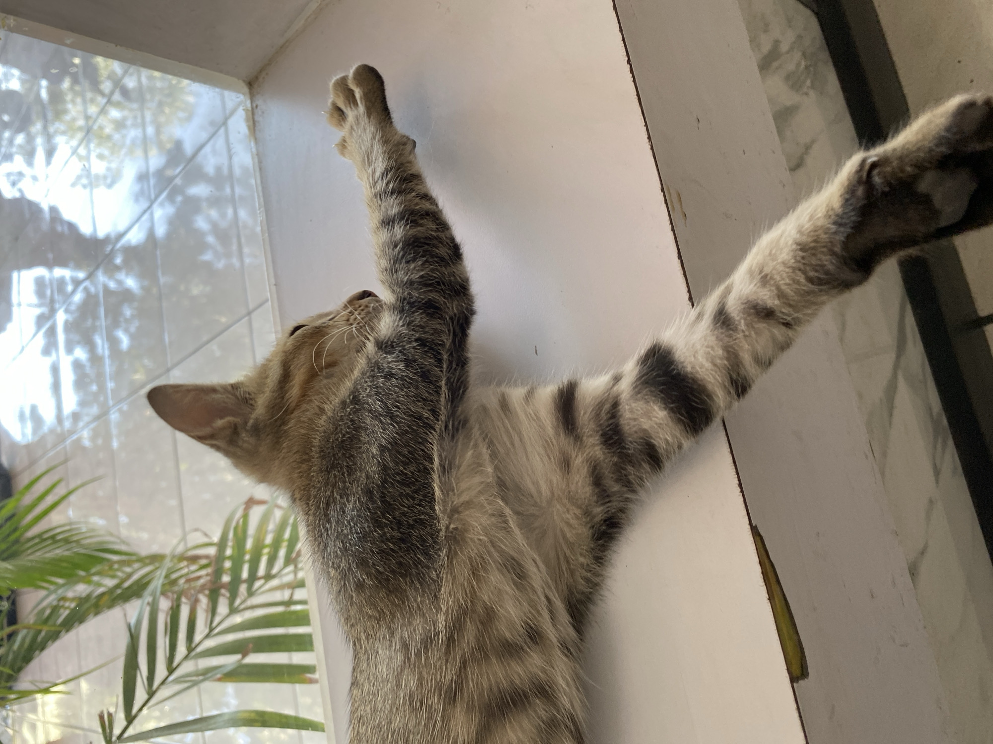 Chill morning indoors: sleepy cat, cigarettes, and sunny skies outside