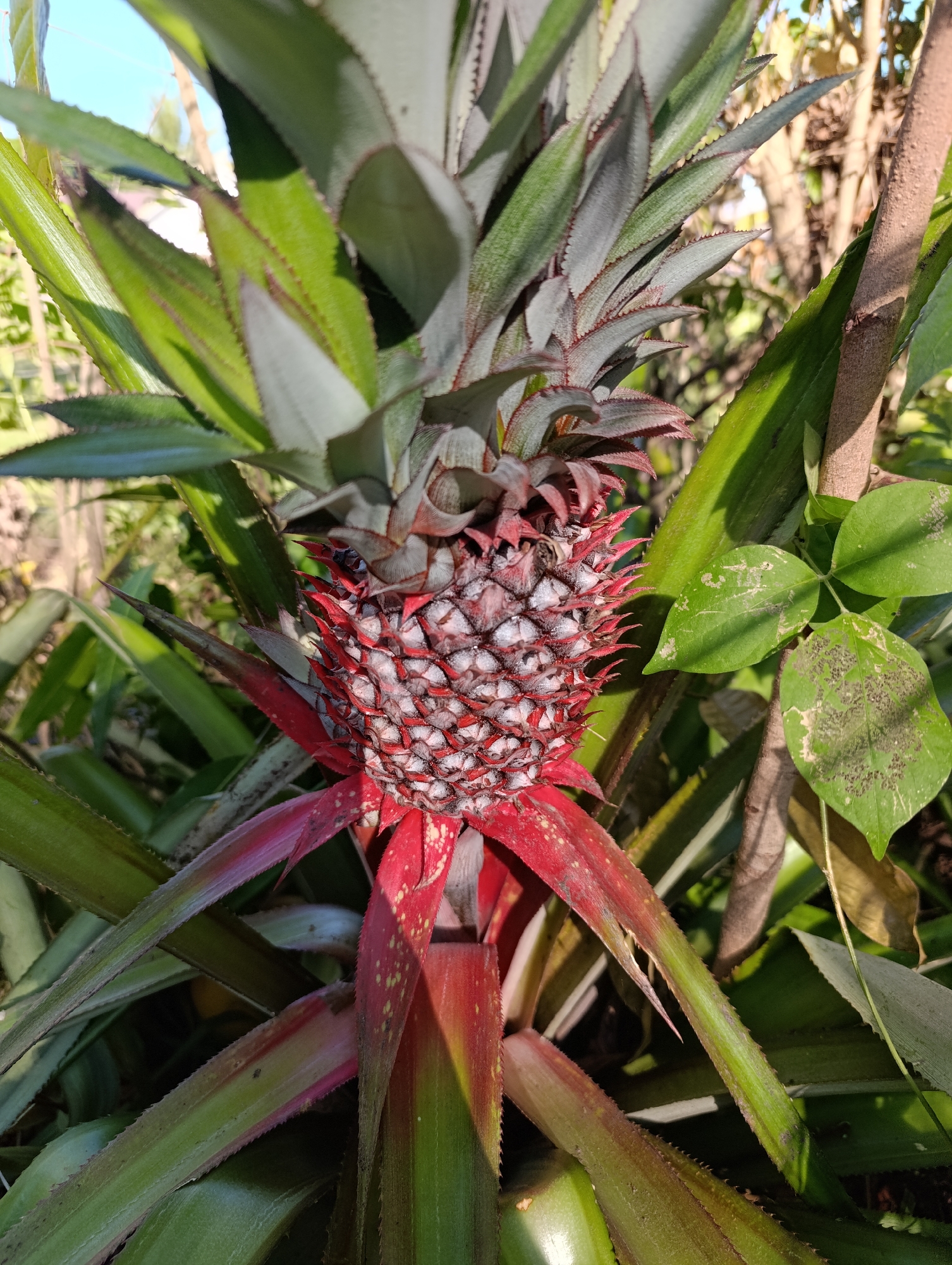 Garden plants and everyday domestic details from a home plot