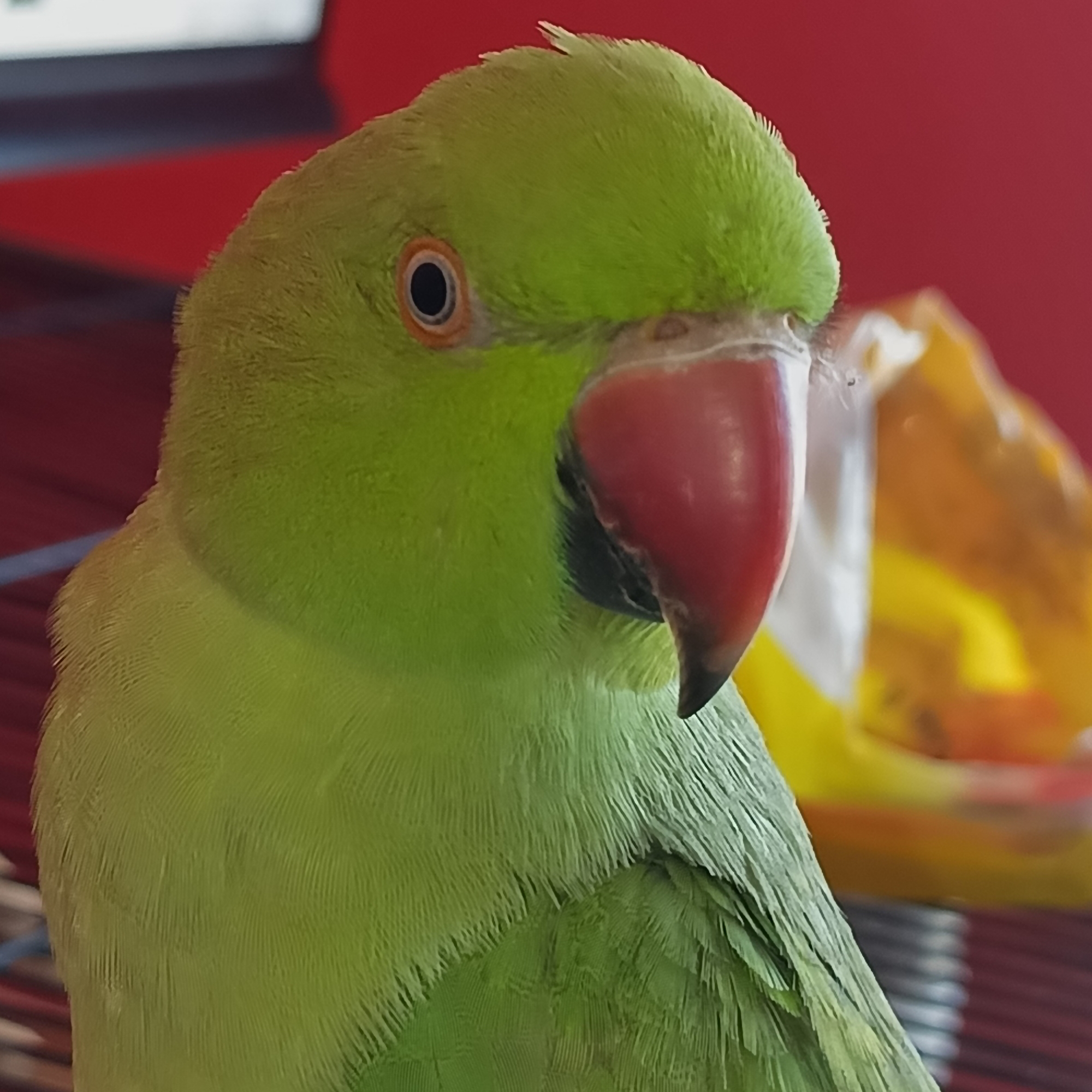 Morning with a green Indian ringneck parrot in Cheb