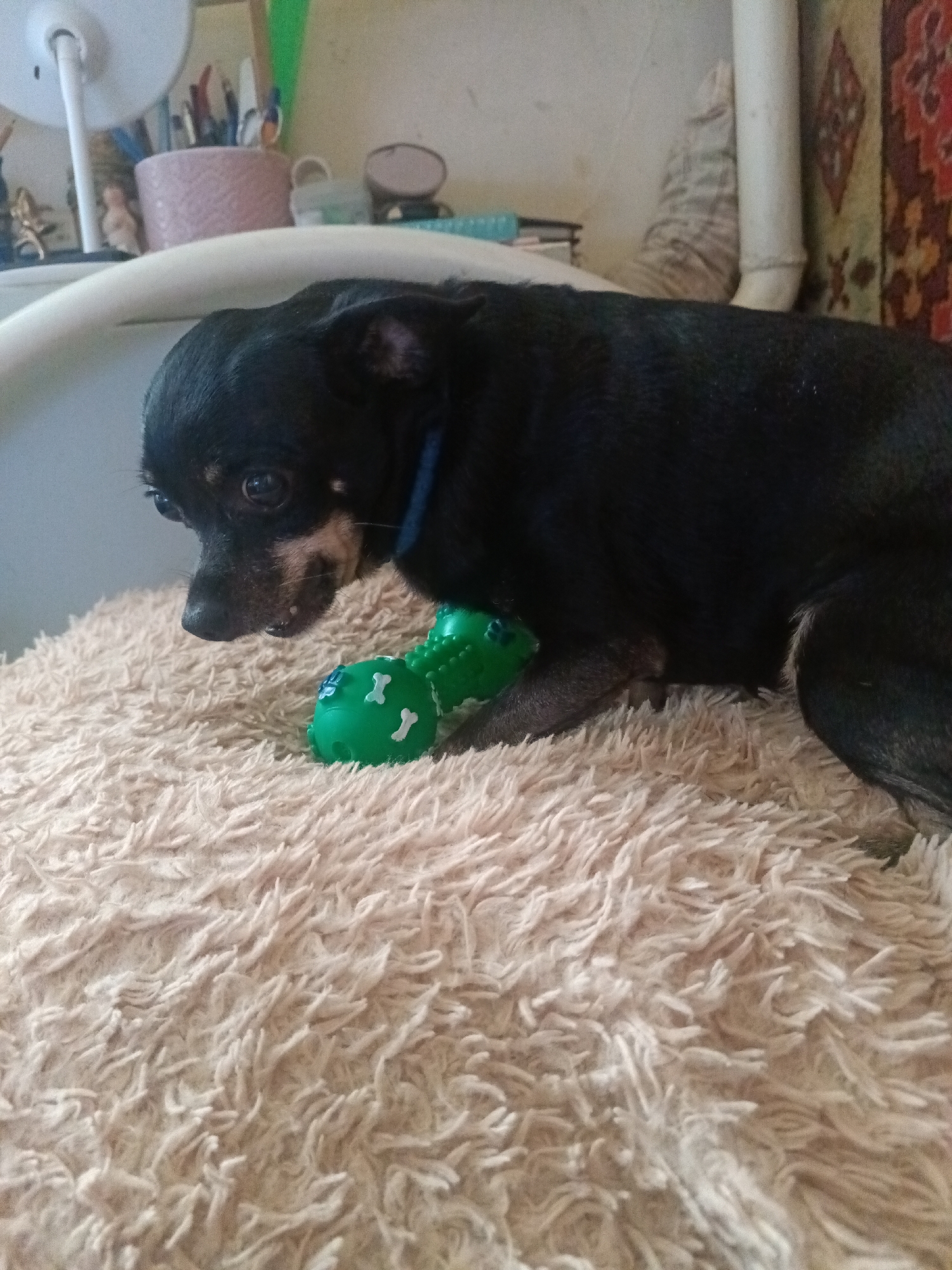 Chihuahua plays with toys on a fluffy rug in Russia