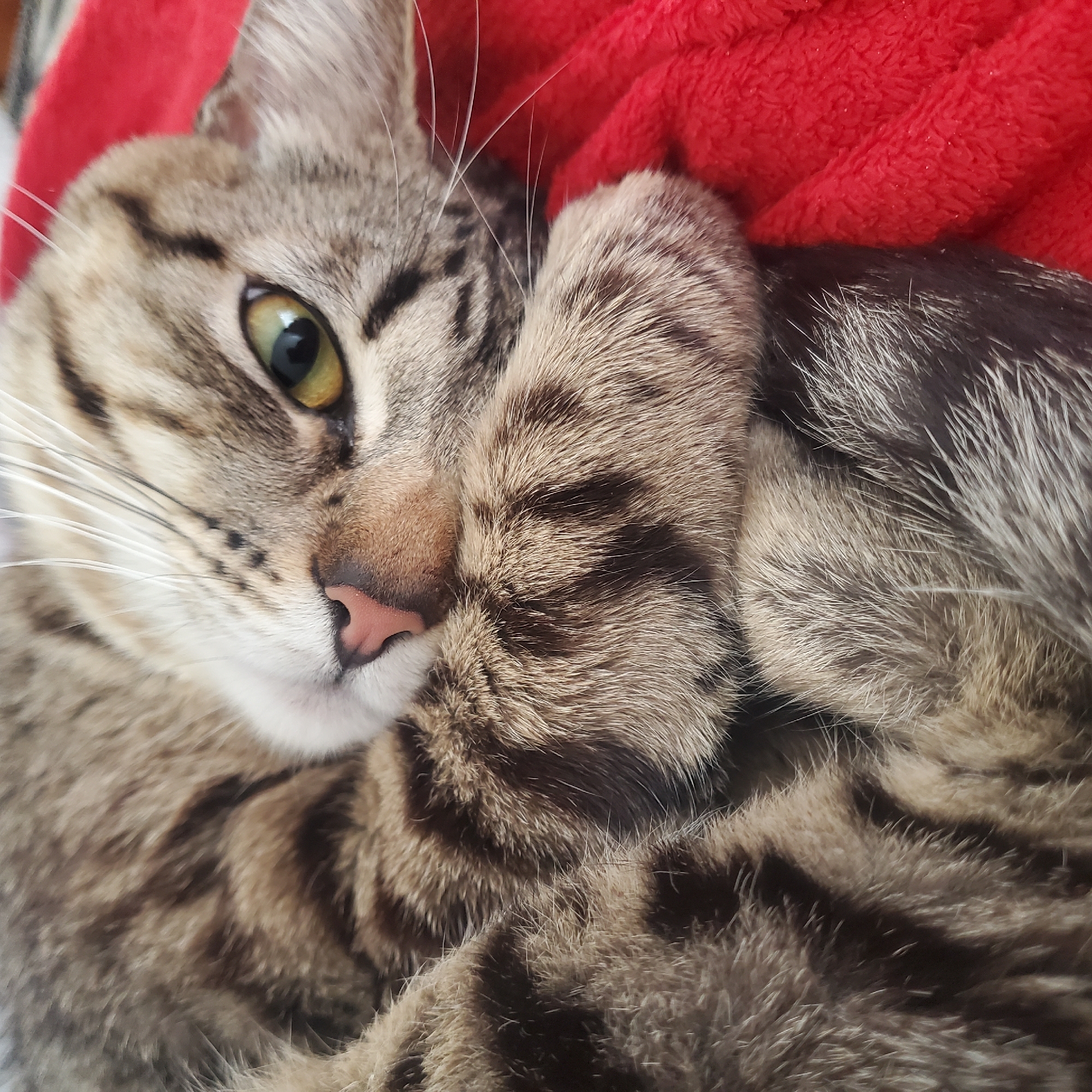 Tabby cat naps on red blanket in Curitiba