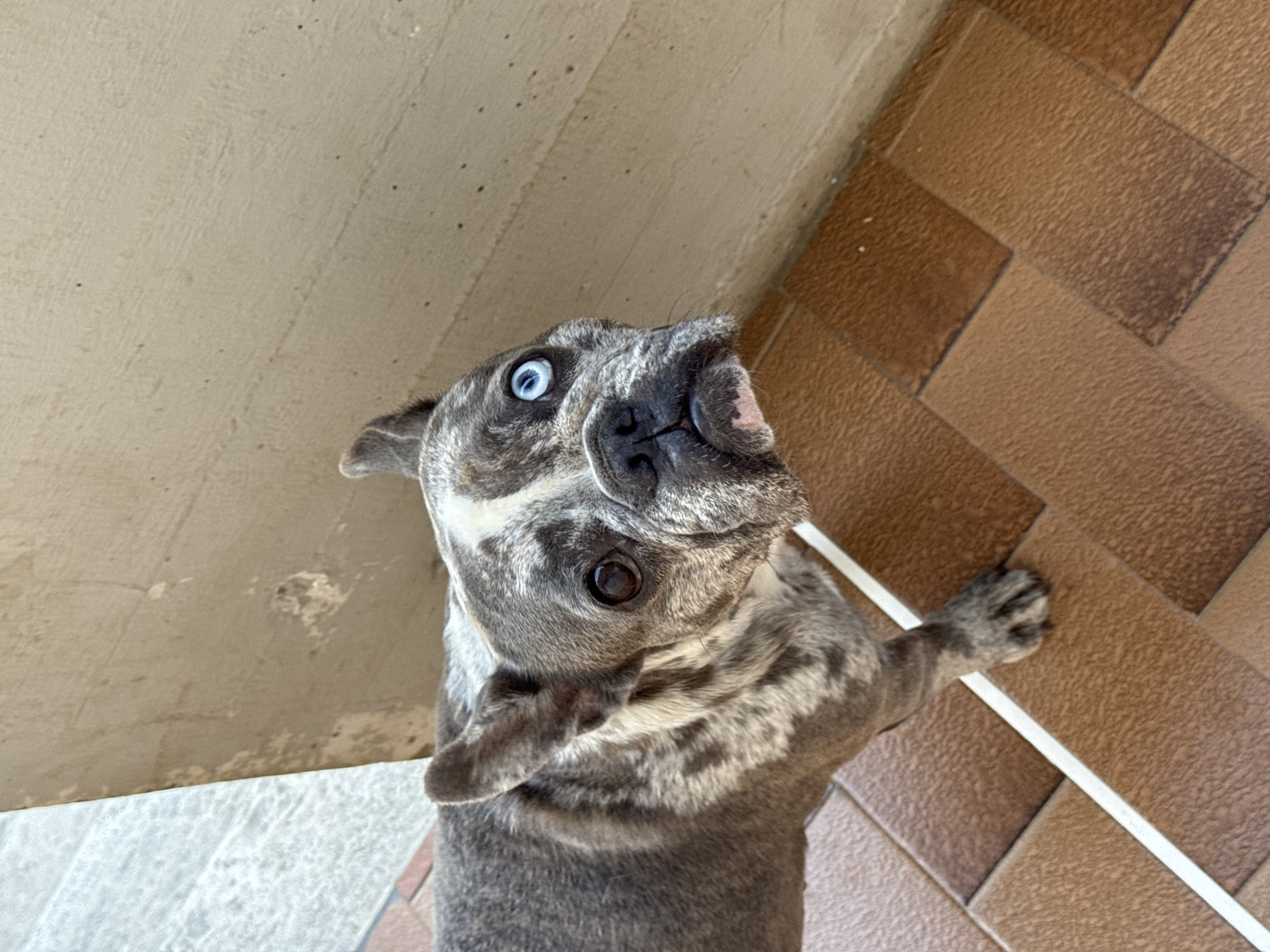 French Bulldogs goofing around a San Benedetto backyard