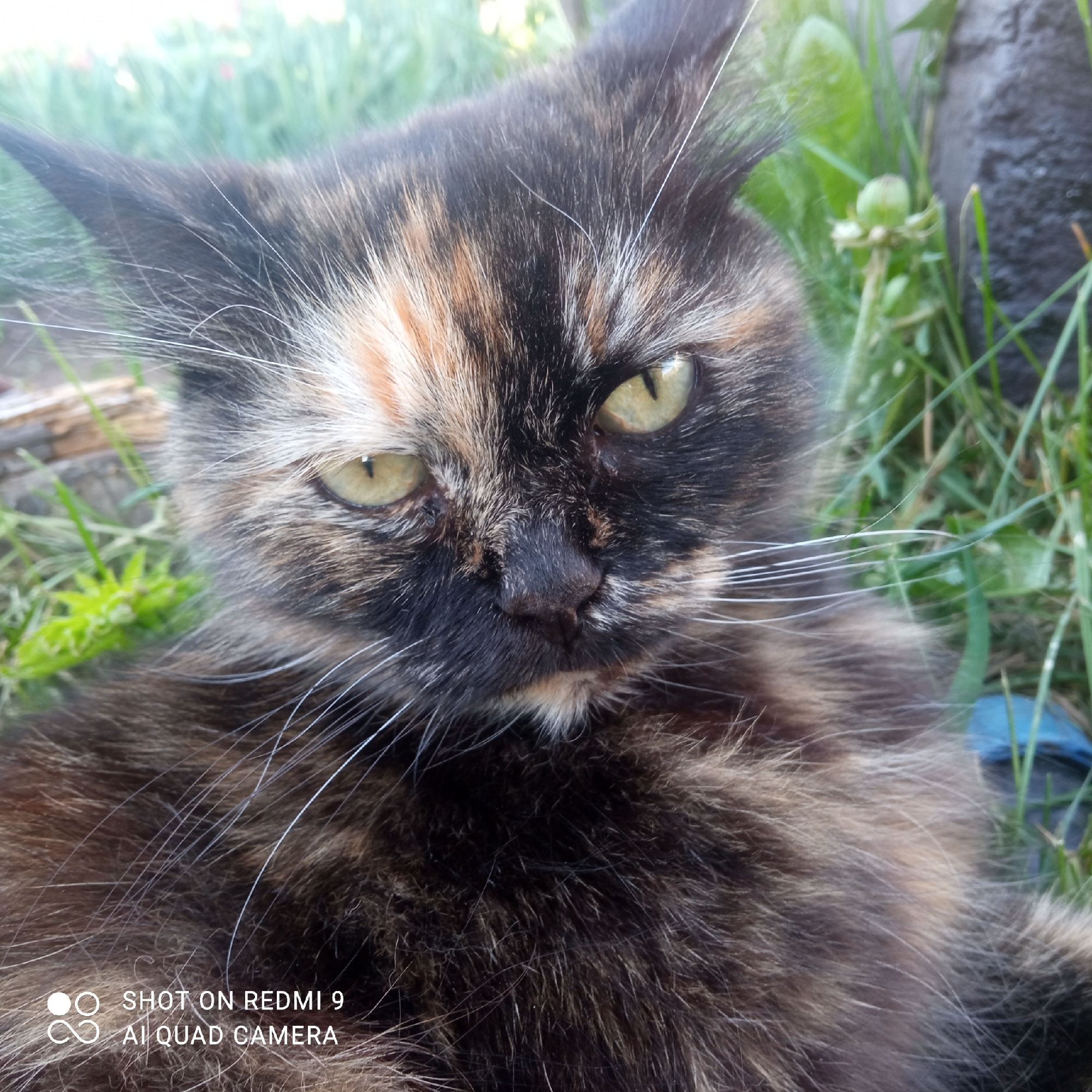 Cats and Rural Scenes Documented in Кемуль, Russia