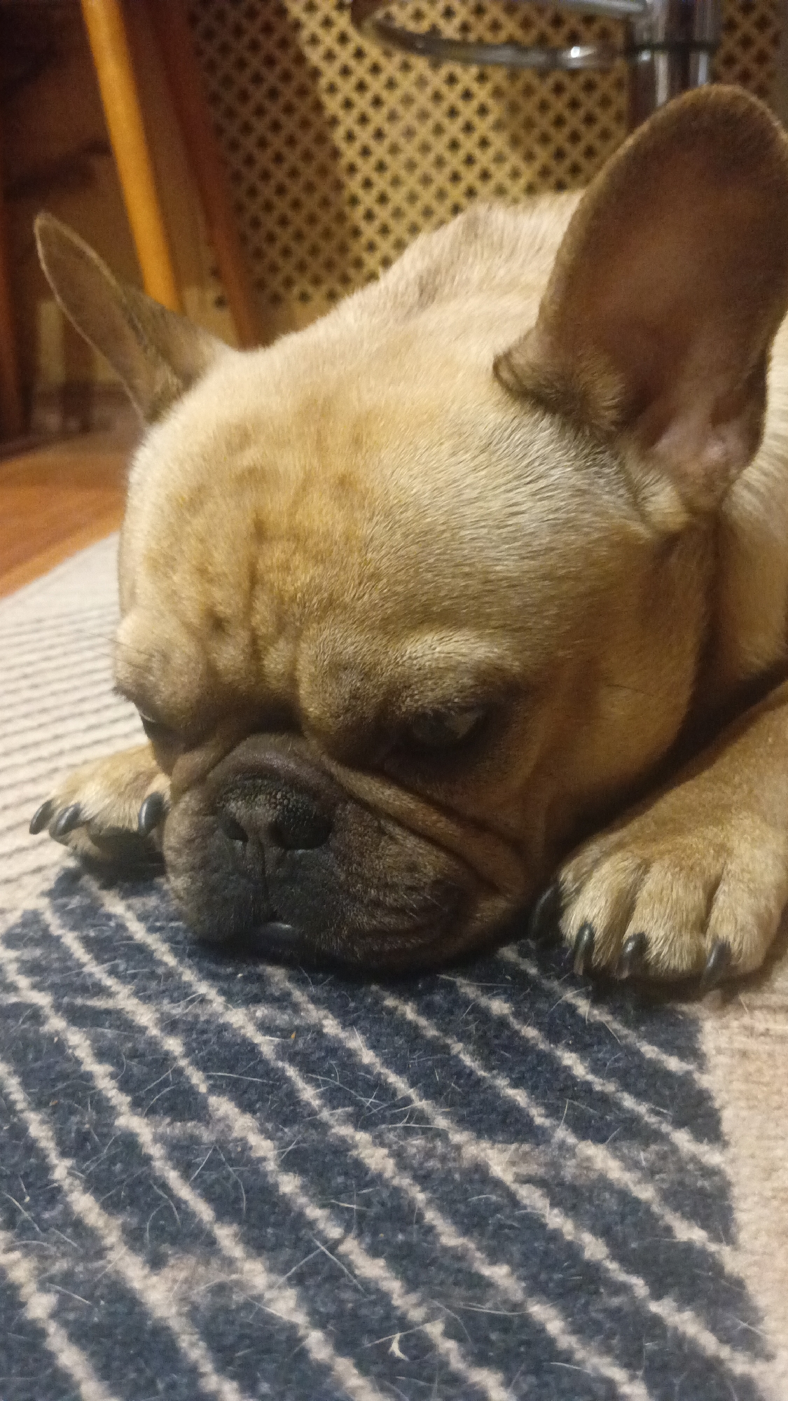 French Bulldog rests on striped mat in Donino