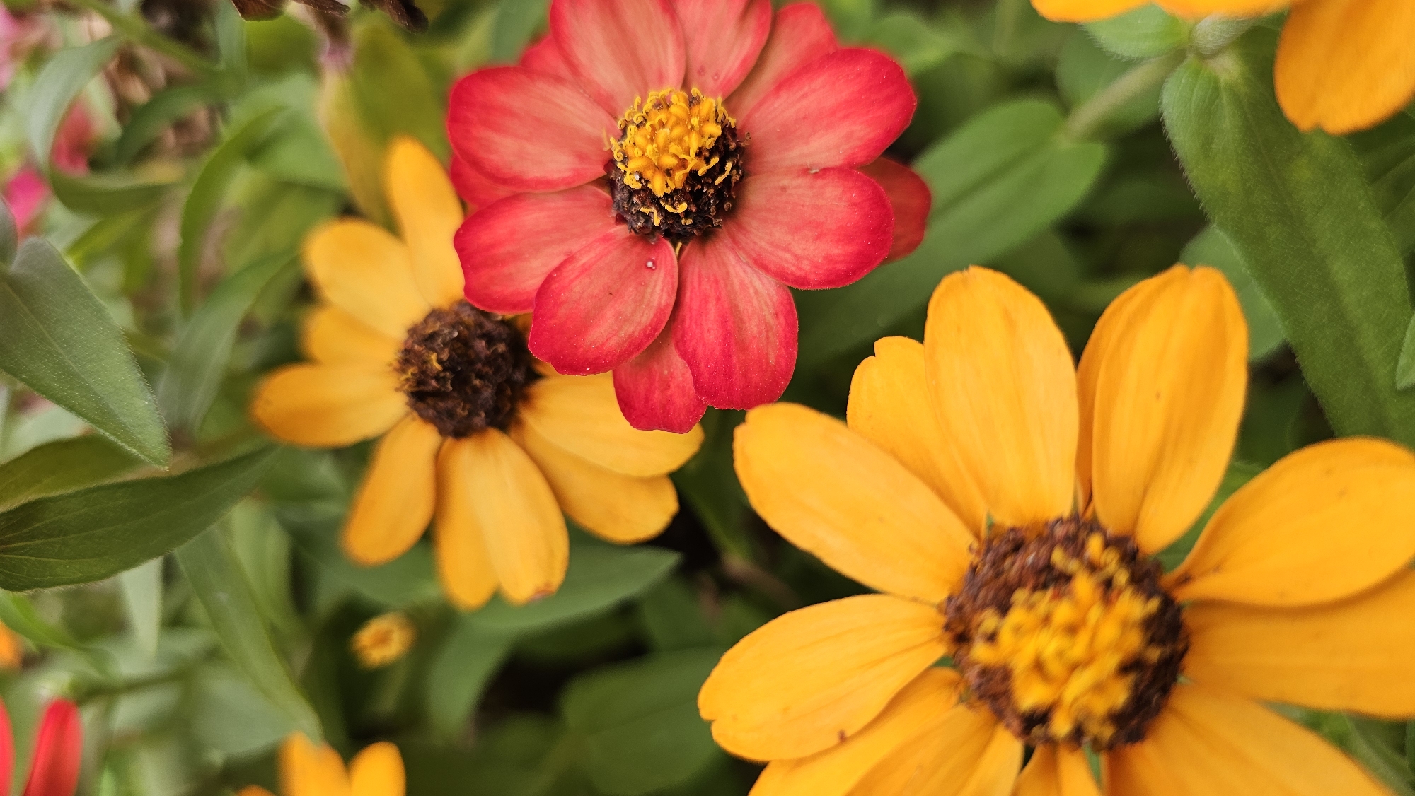 Close-up garden survey through a blooming Asan-si residential neighborhood