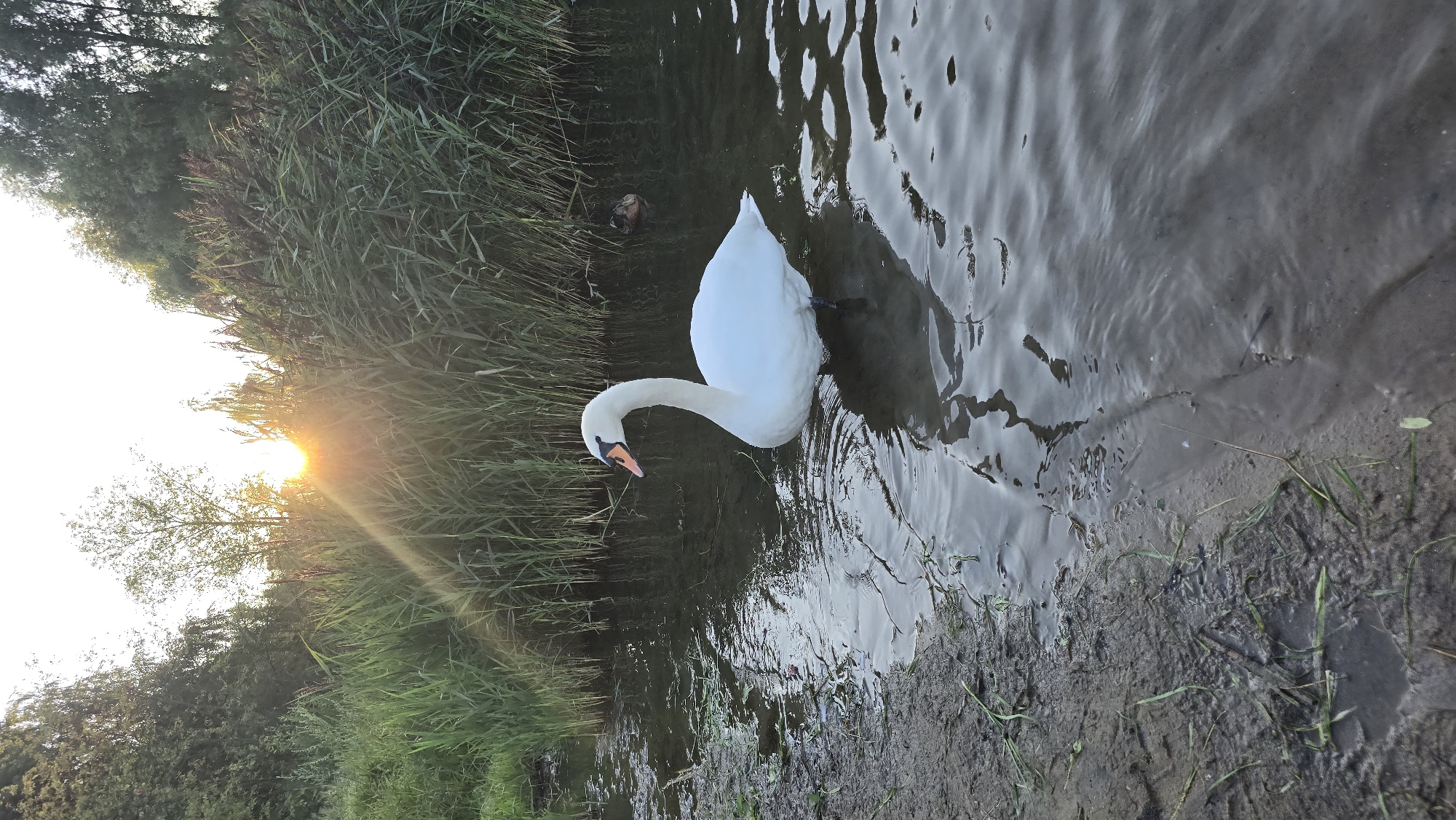 Mute Swans and ducks in a reedy Khimki waterway