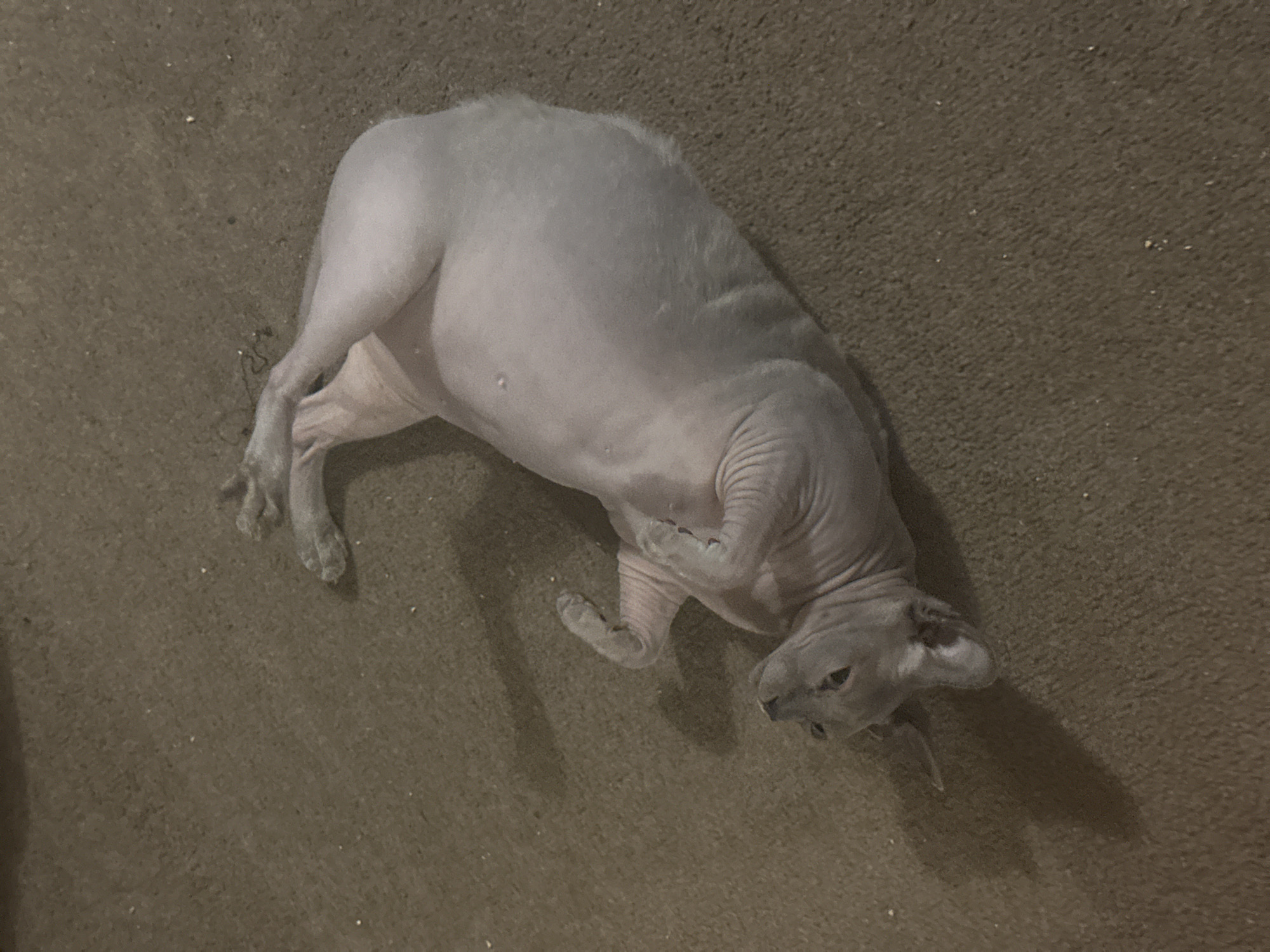 Hairless cat spotted resting on carpet in Great Yarmouth