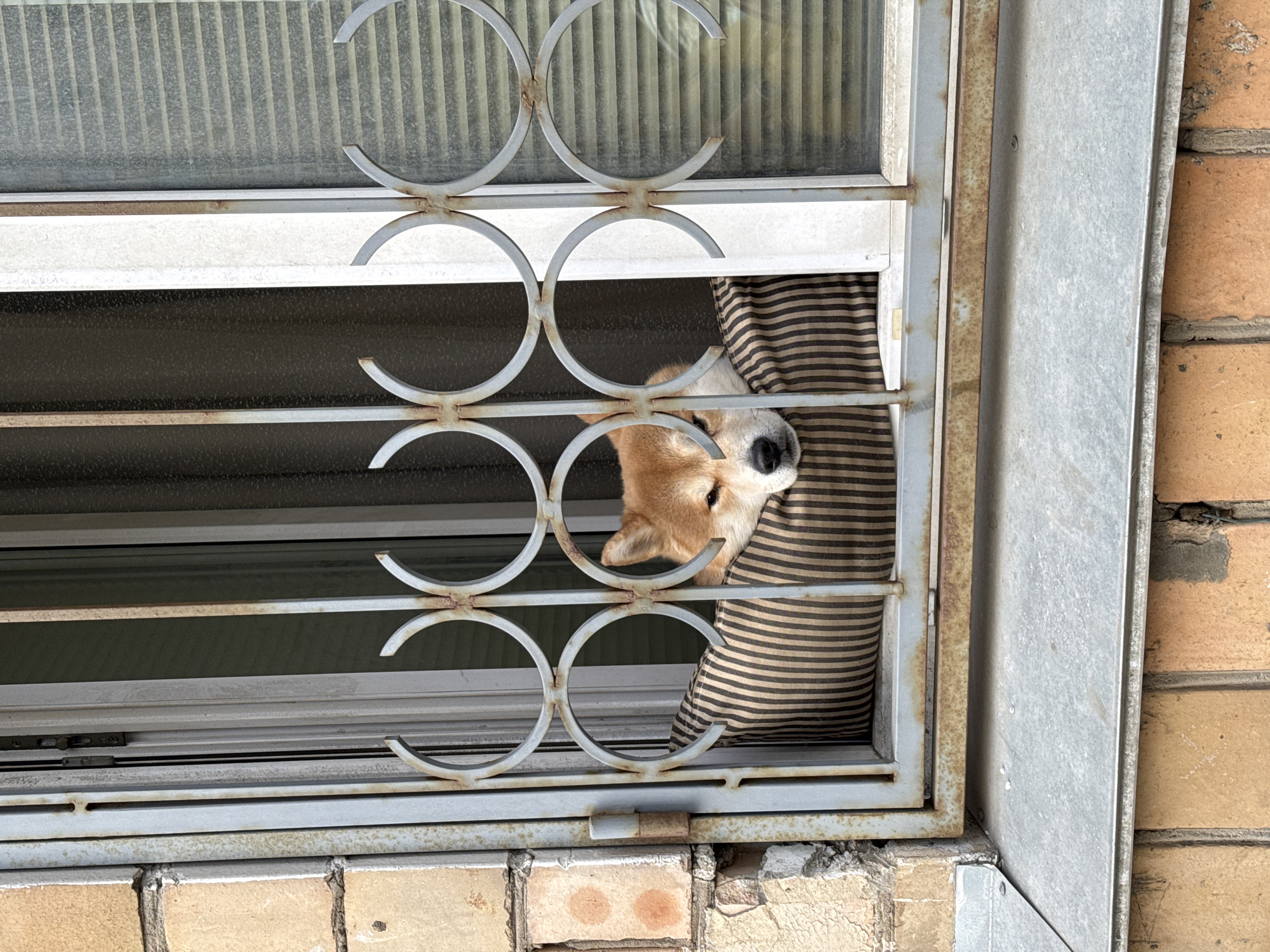 Dog peers through barred window of brick building