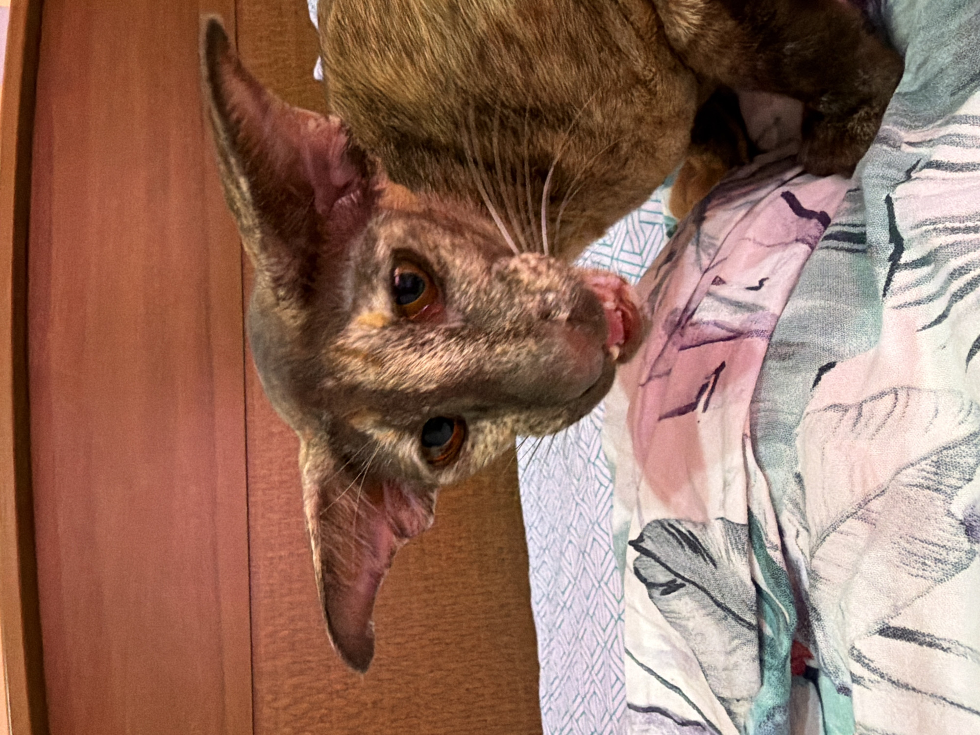 Quiet evening moments with cat documented in Chaikovsky, Russia
