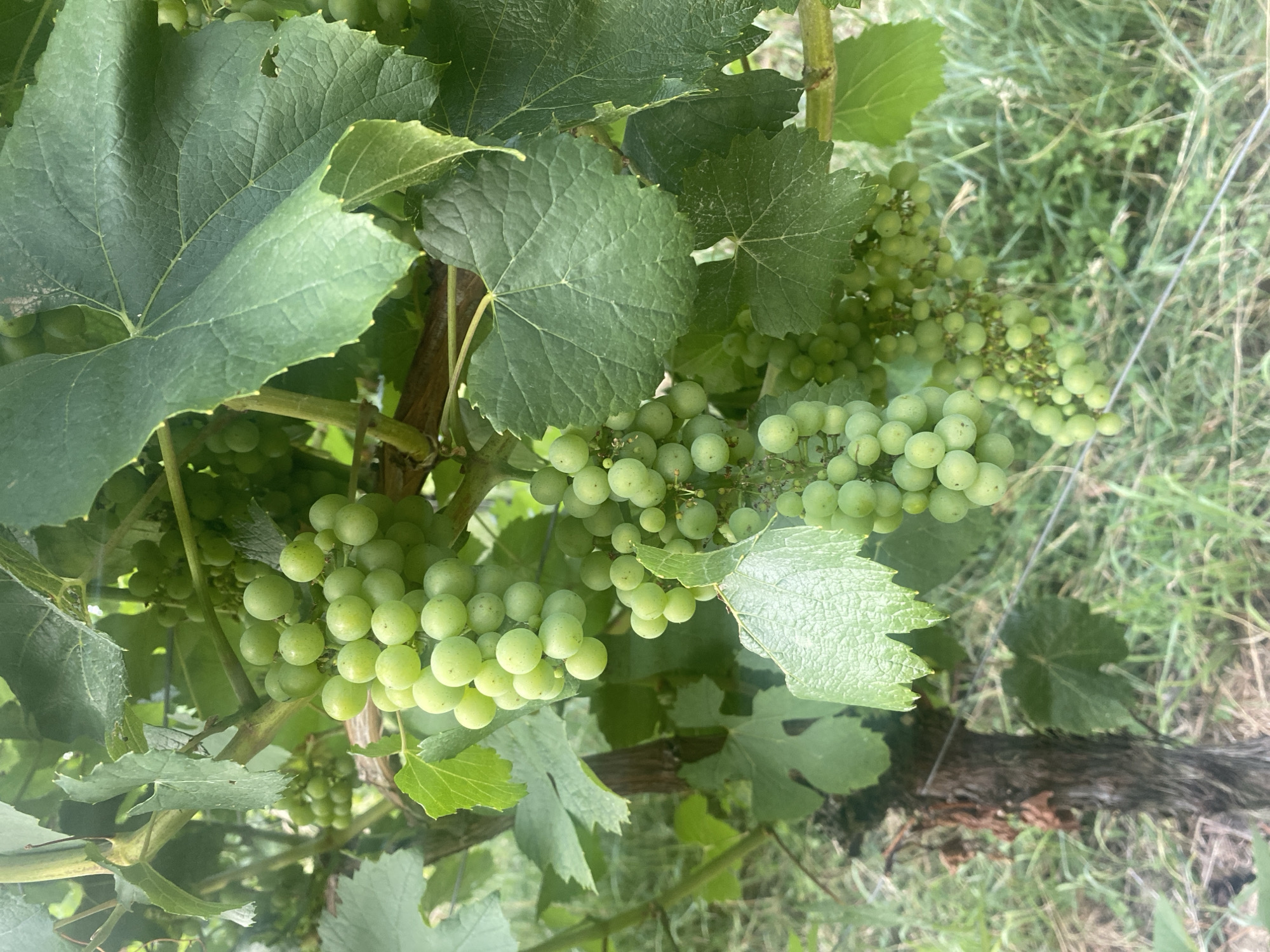 Golden hour stroll through Korb's hillside vineyards
