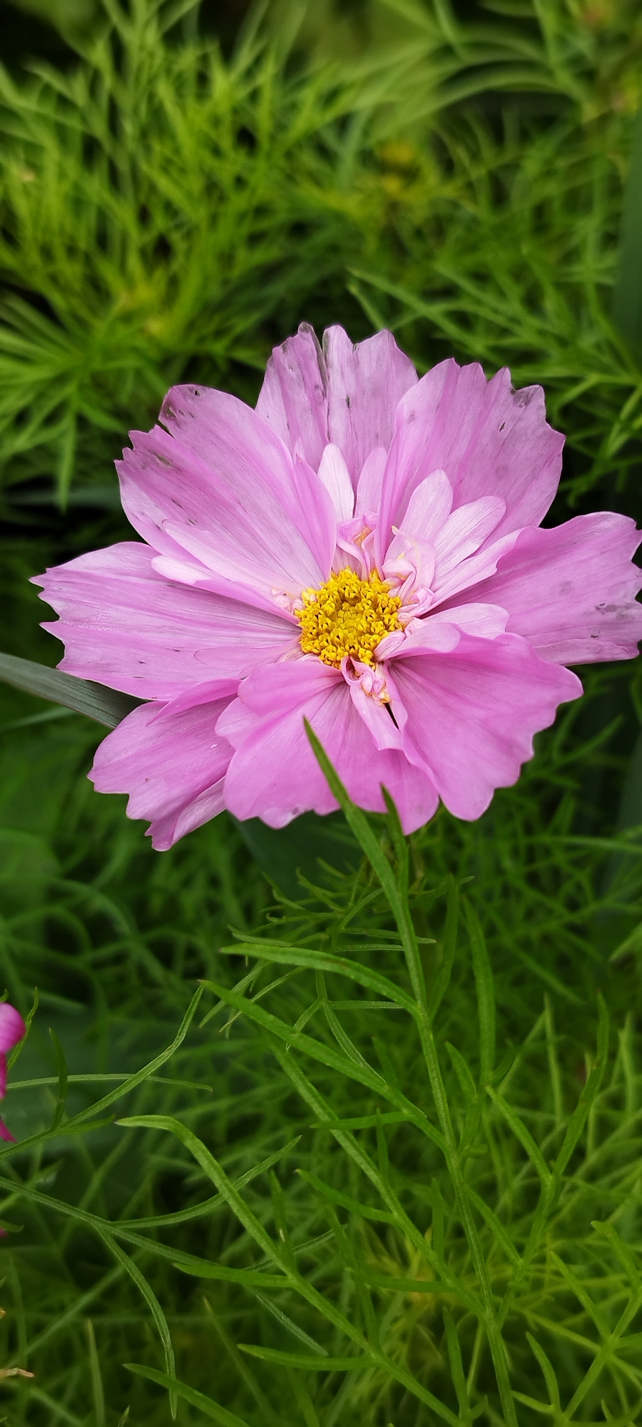 Morning macro tour of a Belarusian garden in full summer bloom