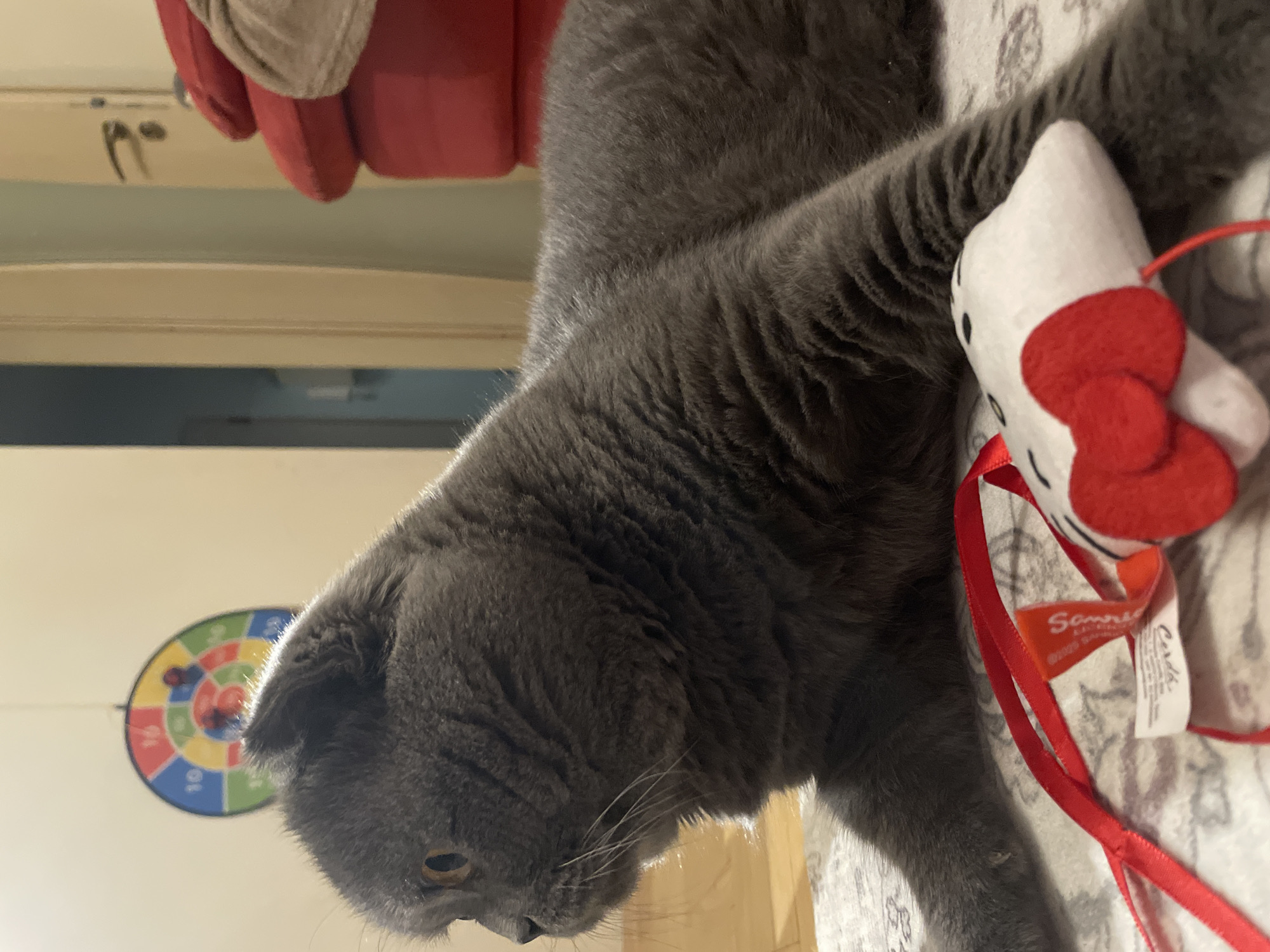 Grey Scottish Fold cat plays with rubber ducks indoors