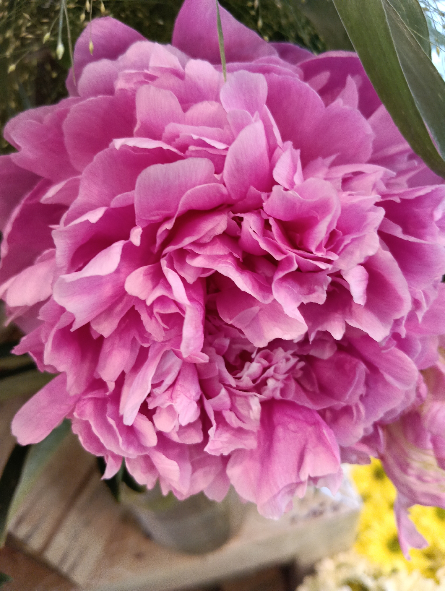 Close-up flower photography in Sofia, vivid petals and detail