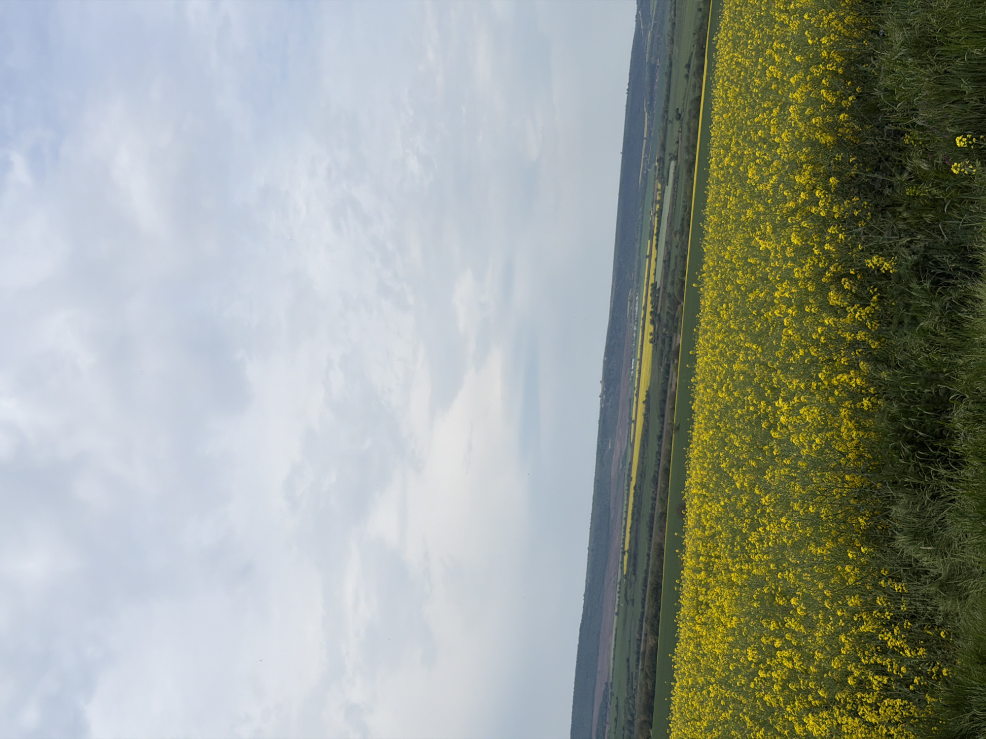 Bright yellow rapeseed field blooms in Bulgarian countryside