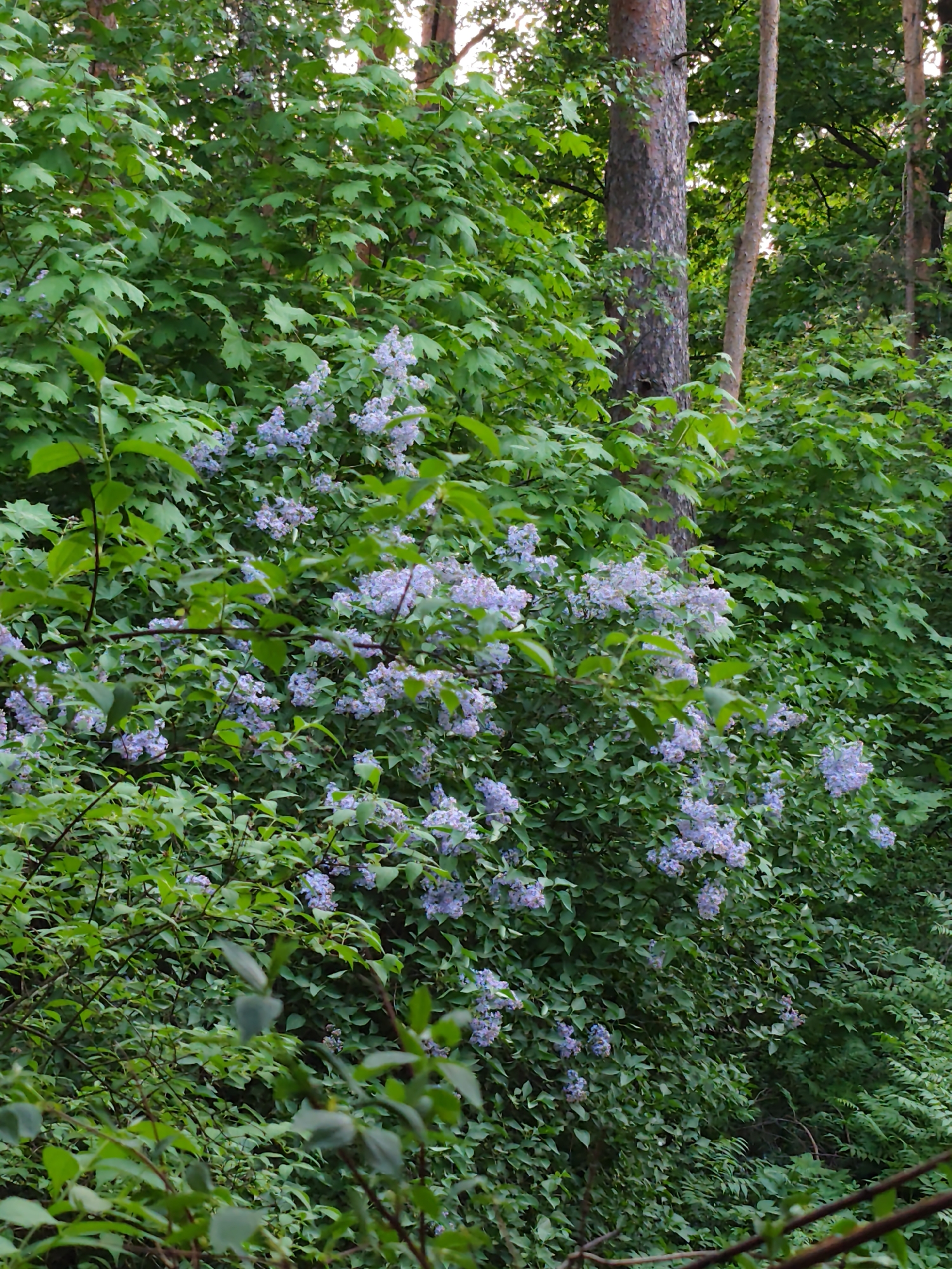 Hedgehog spotted in Kratovo woods amid spring blooms