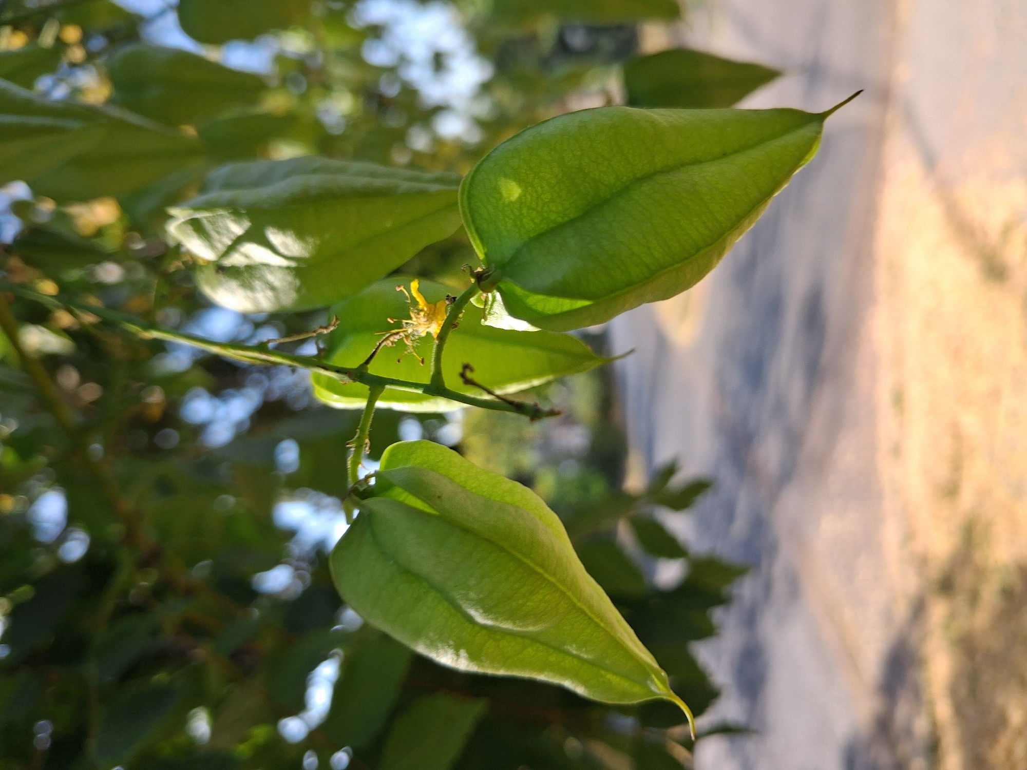 Budapest morning: blooming streets and motivational snippets