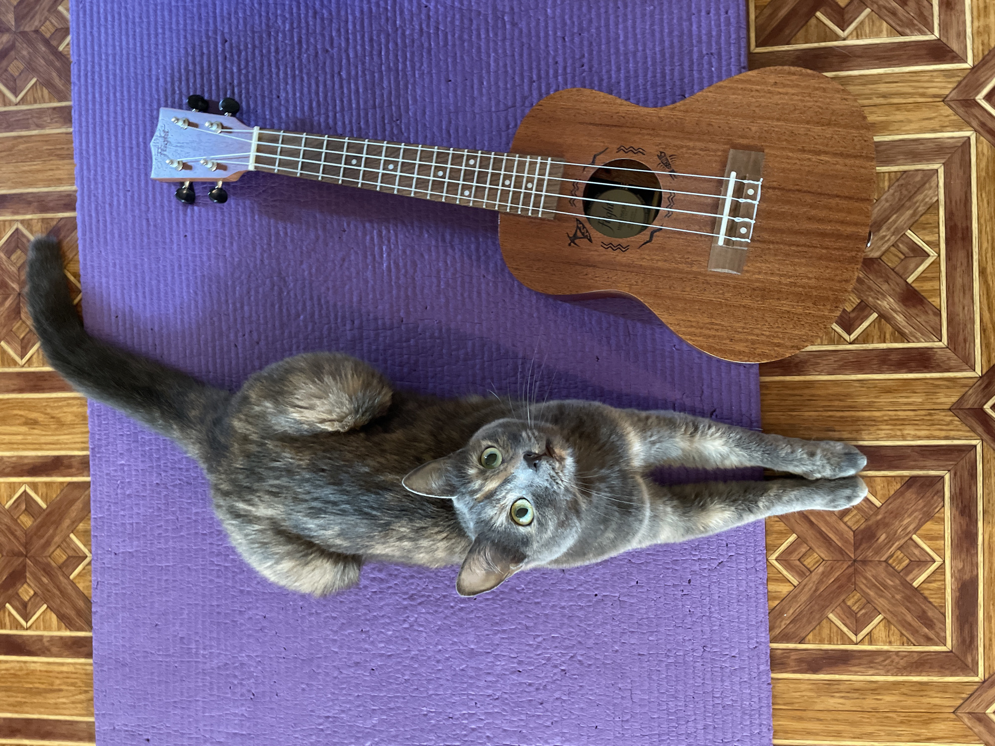 Tortoiseshell cat lounging on a purple yoga mat indoors