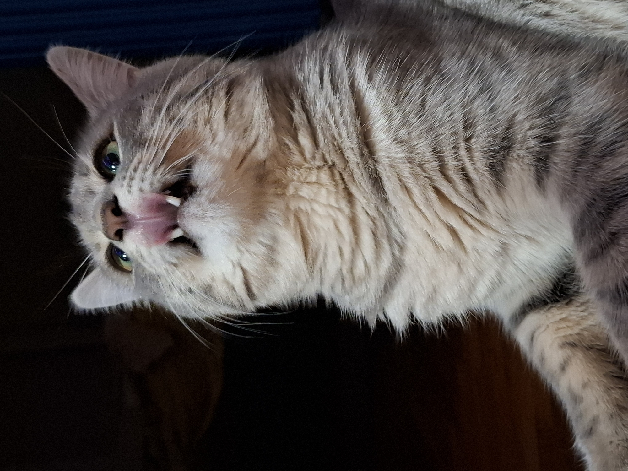 Tabby cat photo session documented in Novi Sad apartment