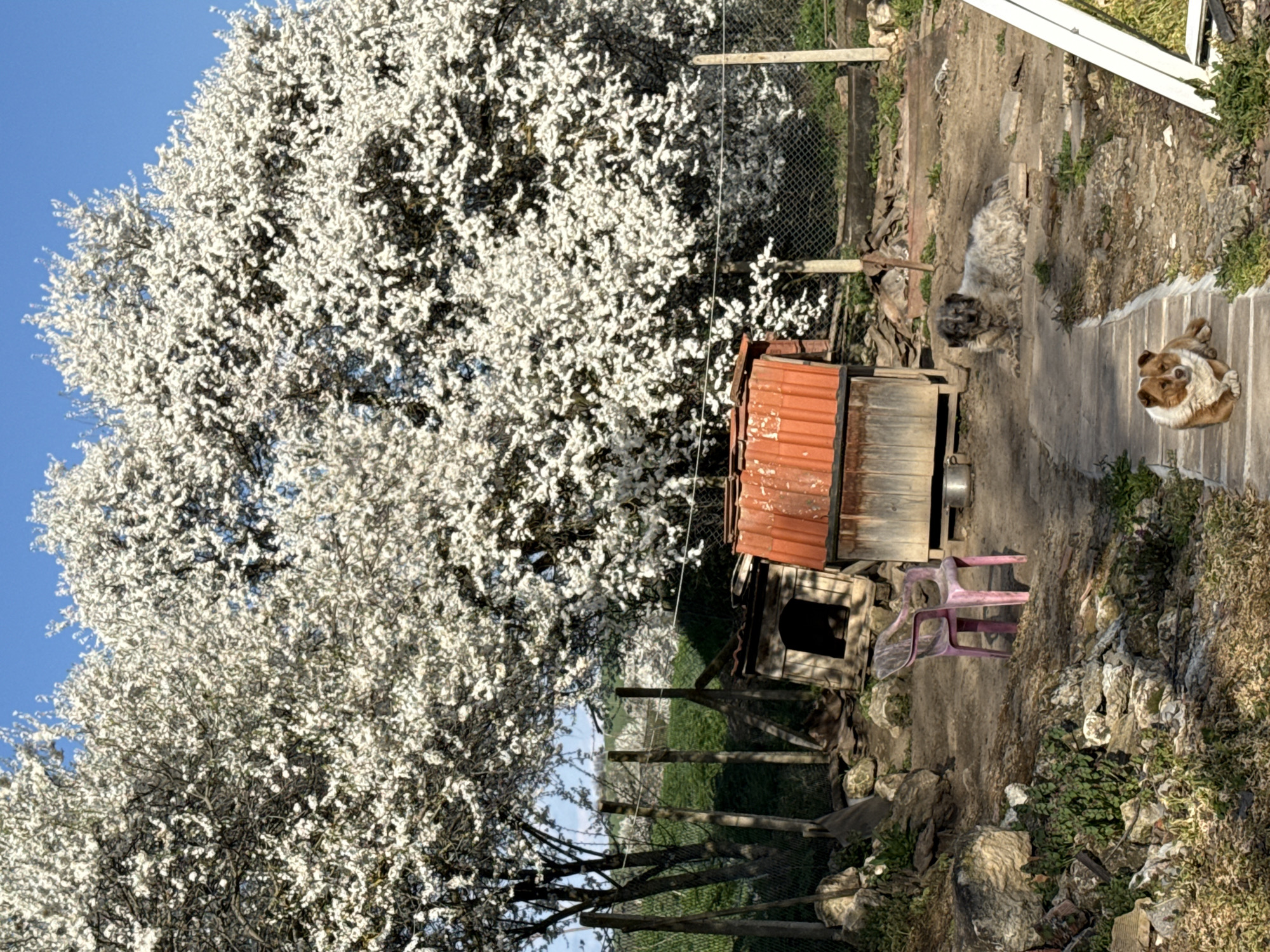 Spring blooms observed in Tsar Asen, Bulgaria countryside