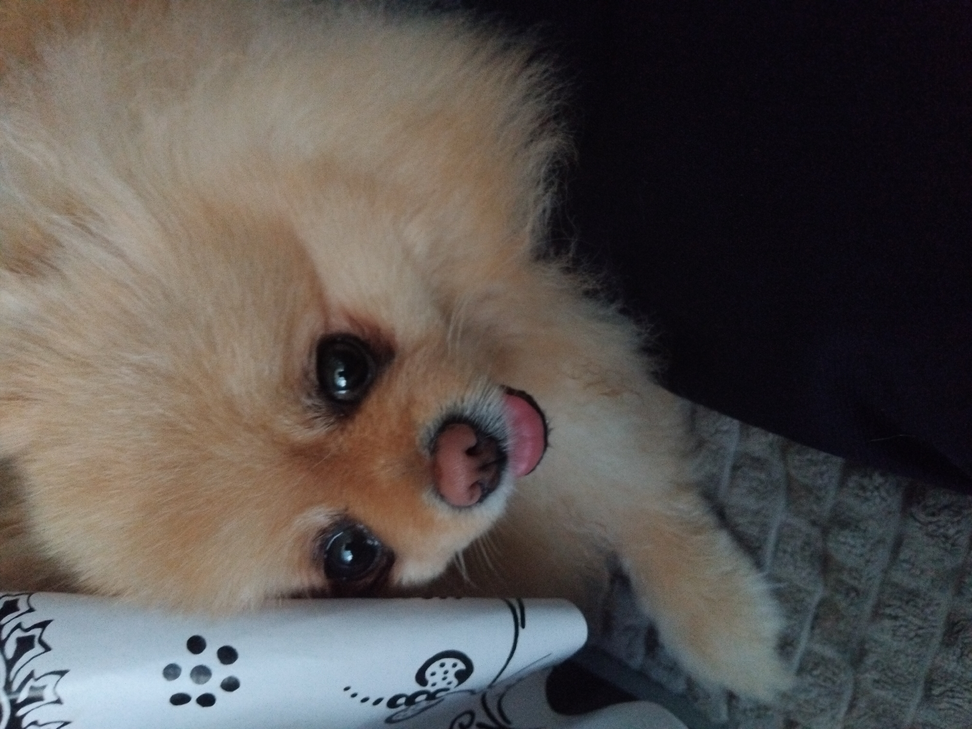 Pomeranian dog captured in indoor moments in Apriltsi, Bulgaria