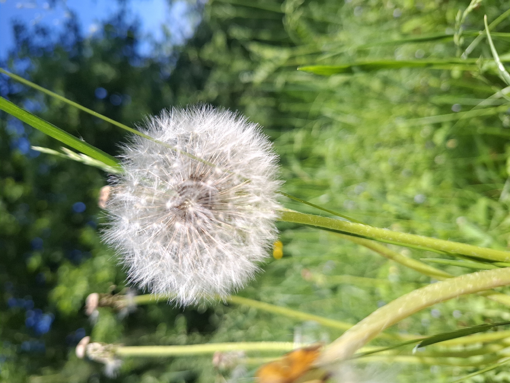 Spring wildflowers documented in Russian countryside near Khlevnoye