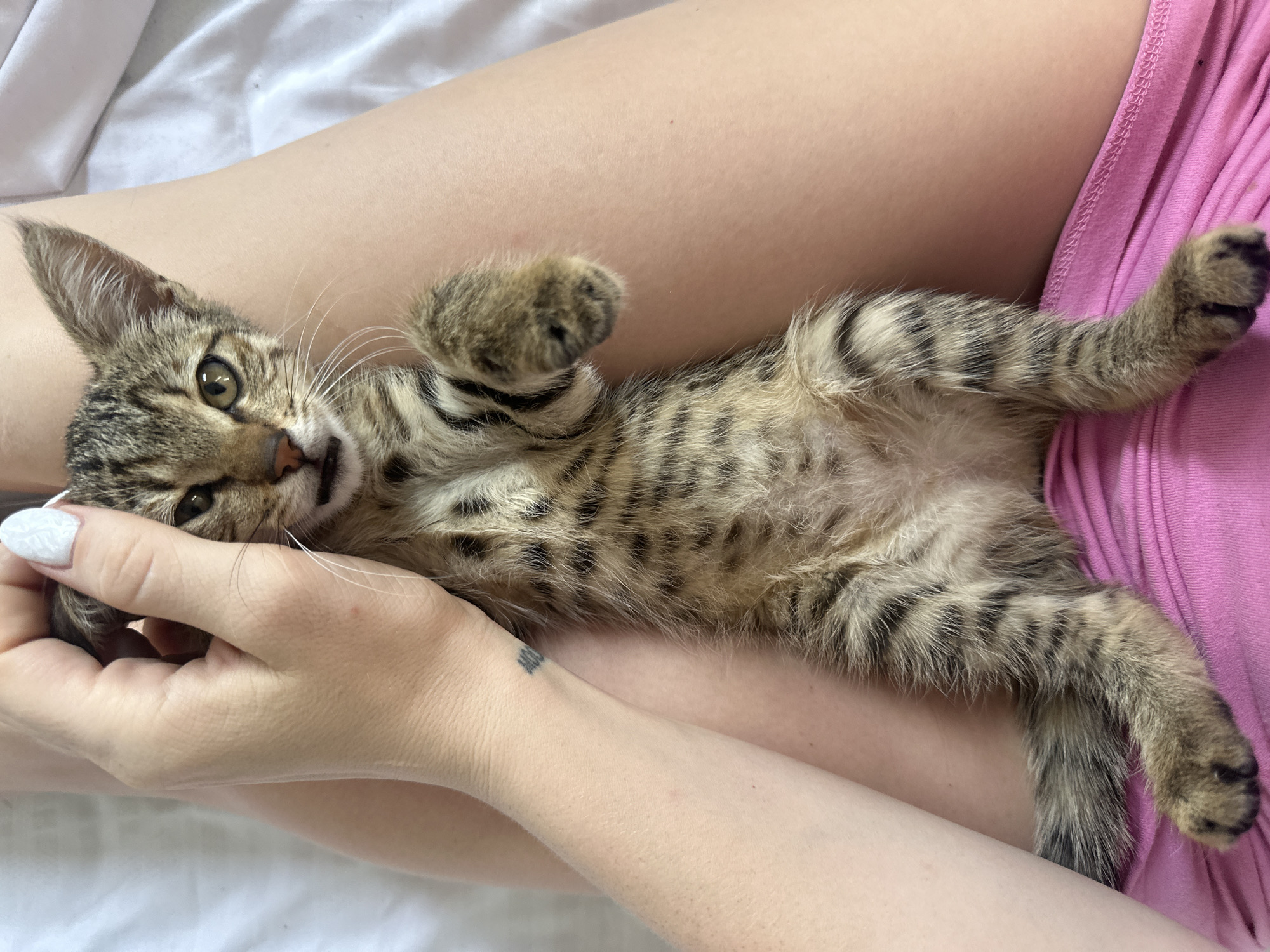 Tabby kitten napping and lounging in Tbilisi