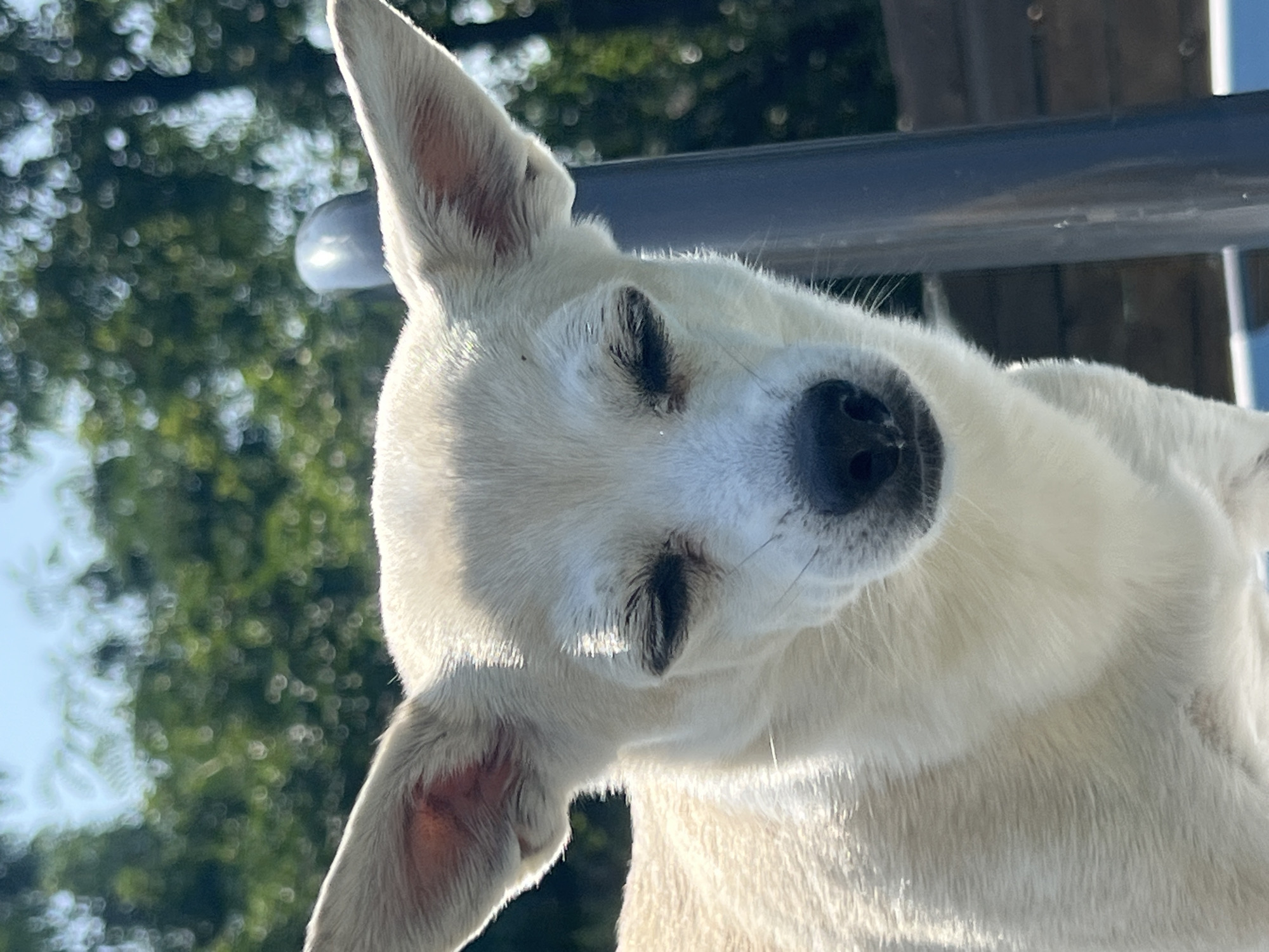 Chihuahua resting in Kulishi on a quiet July morning