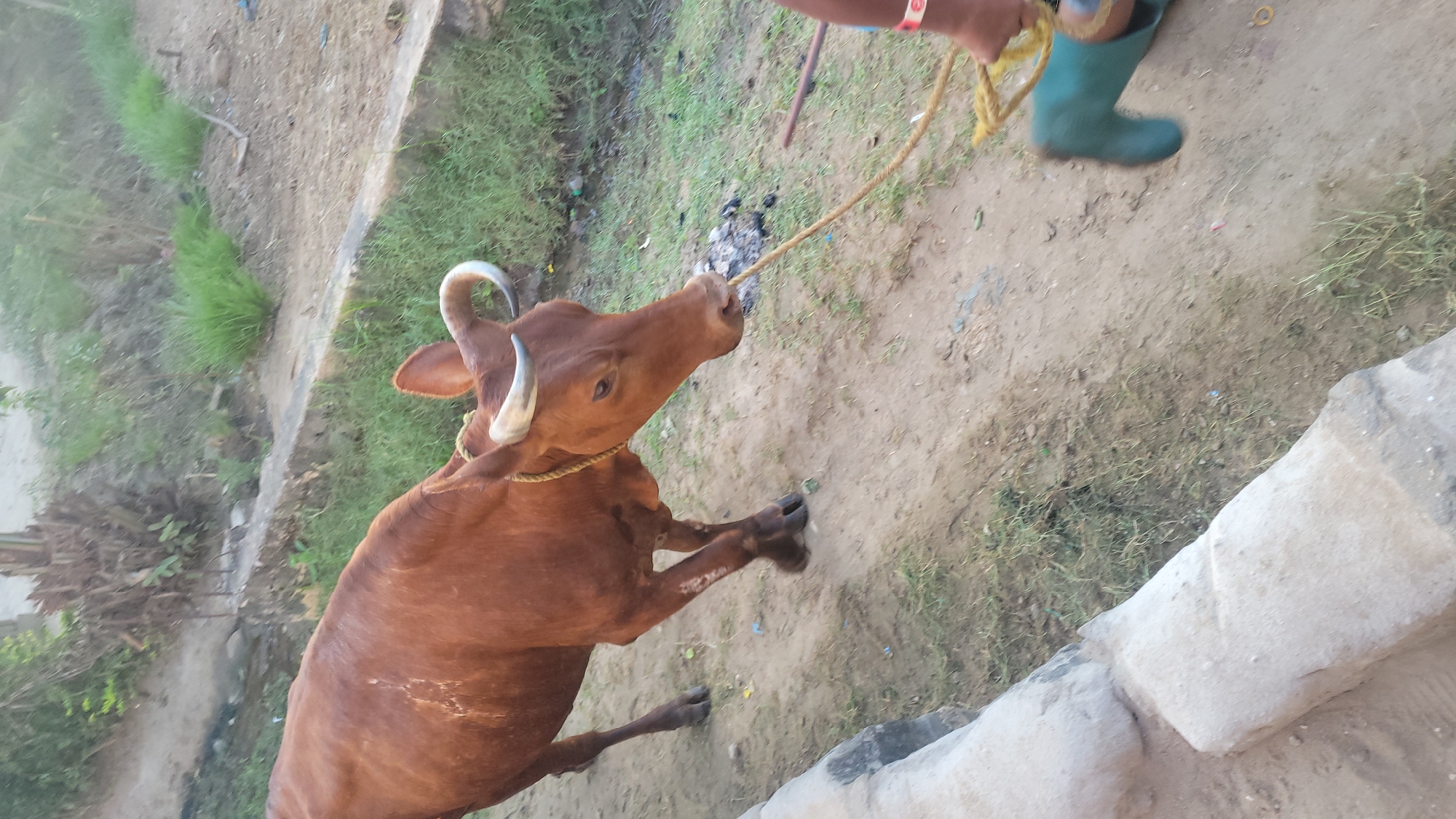 Street scene in Dar es Salaam: livestock and street style