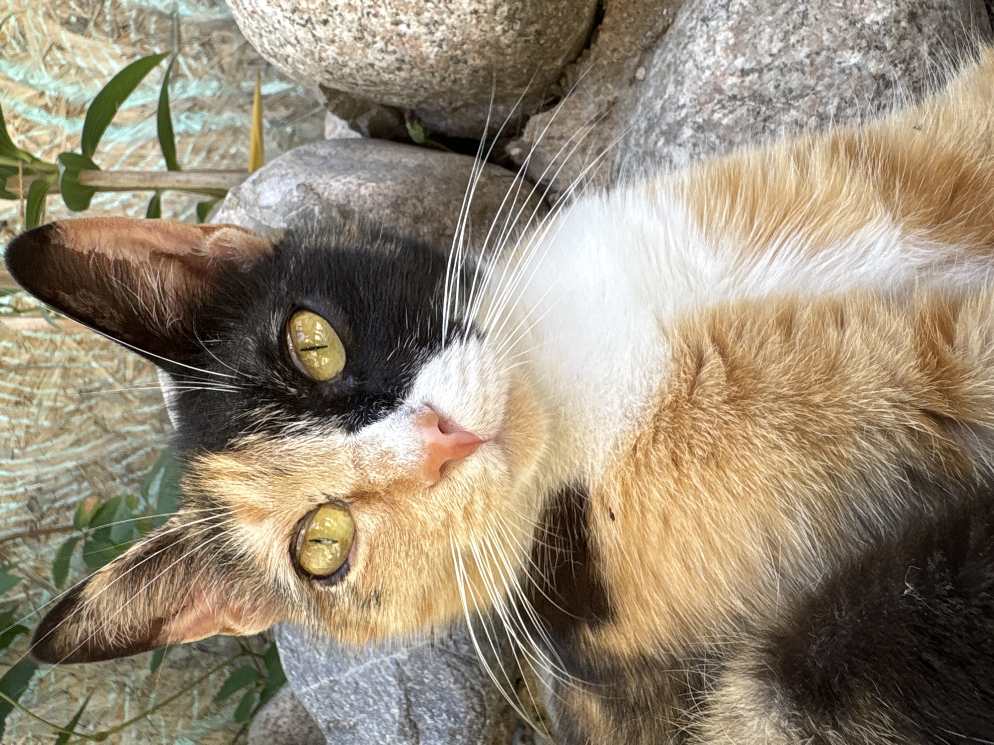 Pet photography session captures cats and dogs in Almaty