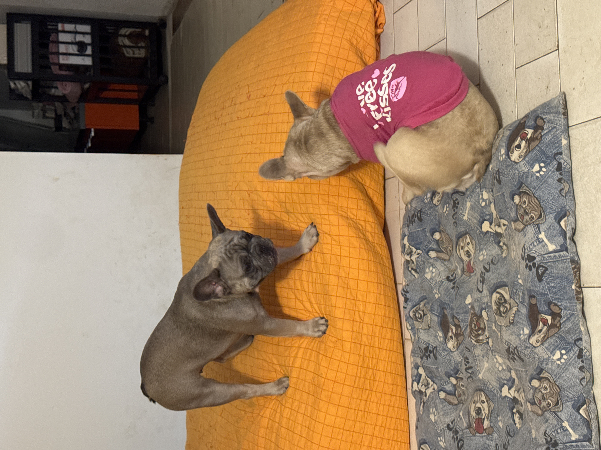 Two French Bulldogs lounging around a home in central Italy