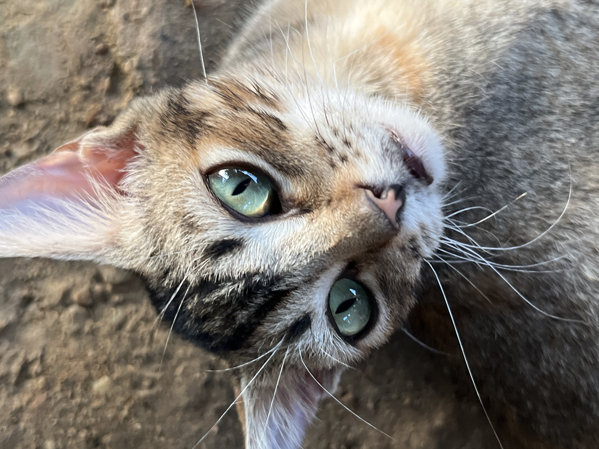 Wildlife photography session captures local fauna in Tinaquillo, Venezuela