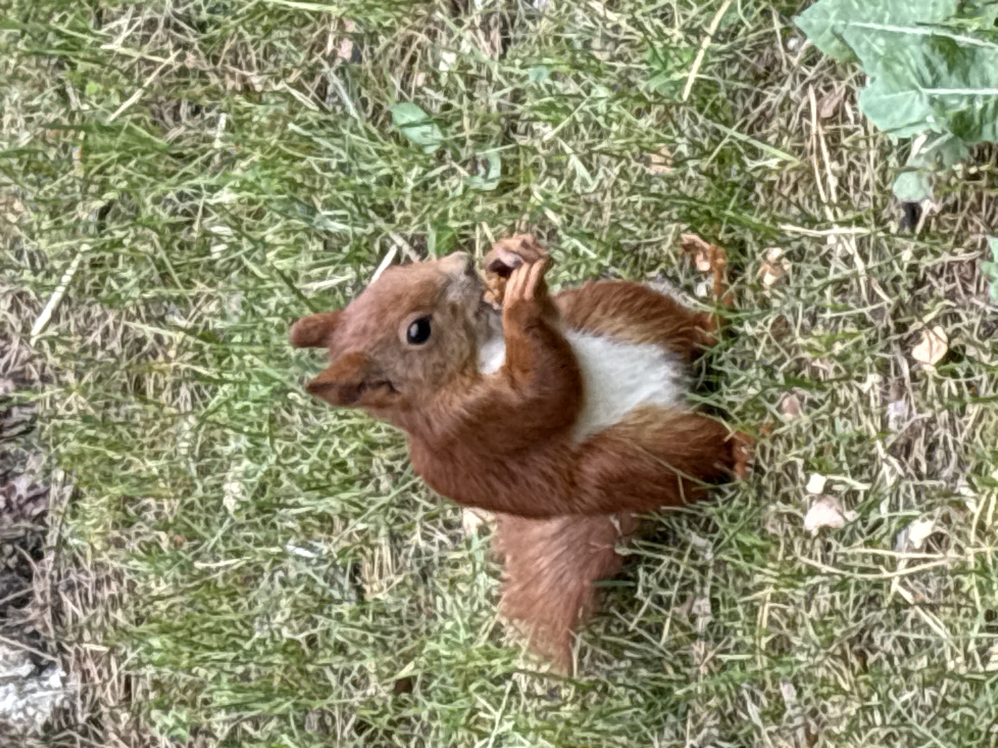 Squirrel snacking in a Brest park, plus a café visit