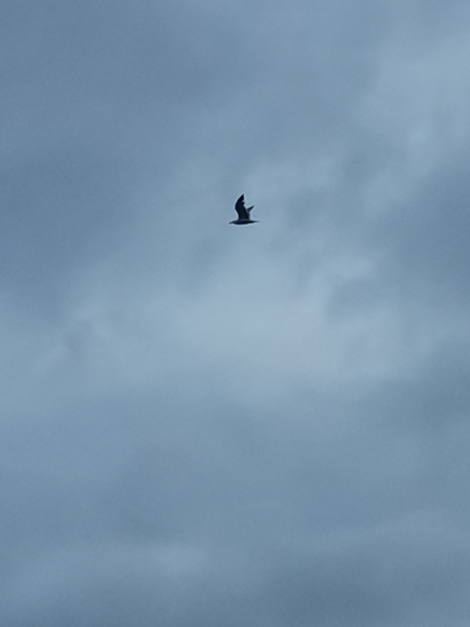 Bird spotted soaring over Varna under cloudy skies