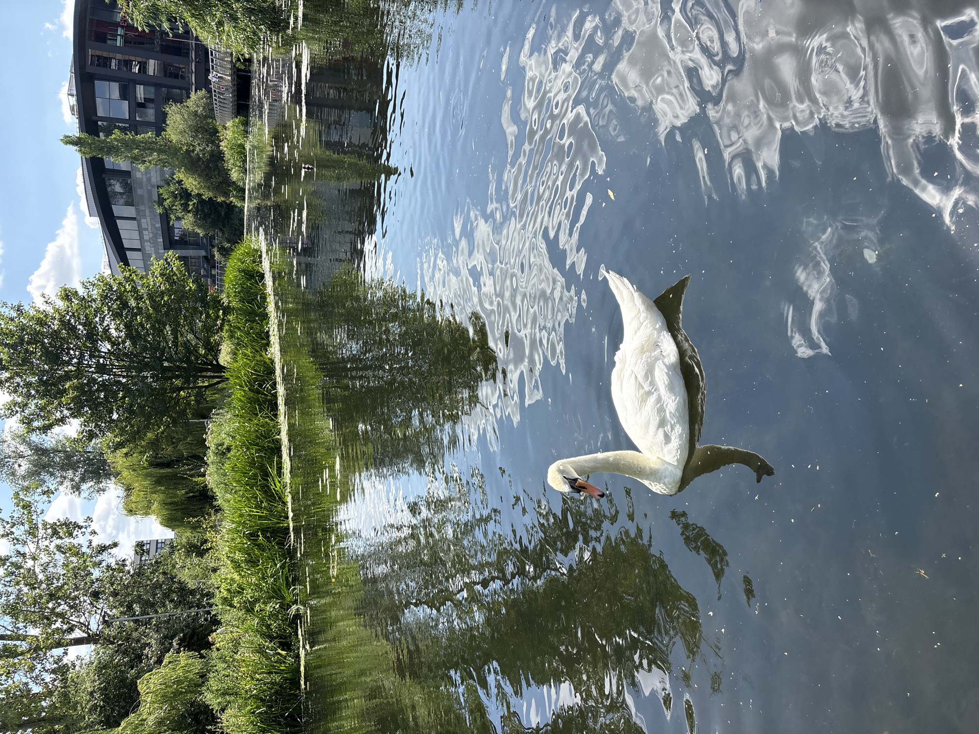 Swans, wildflowers, and waterside greenery along Chelmsford's river
