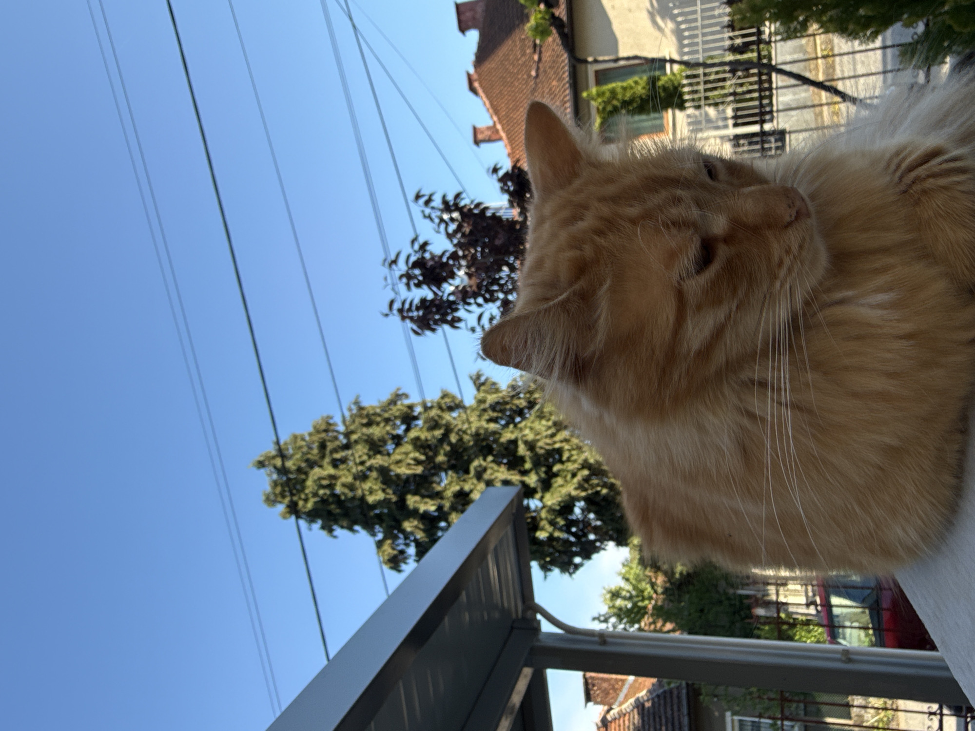 Pets photographed relaxing outdoors in Berkovitsa, Bulgaria
