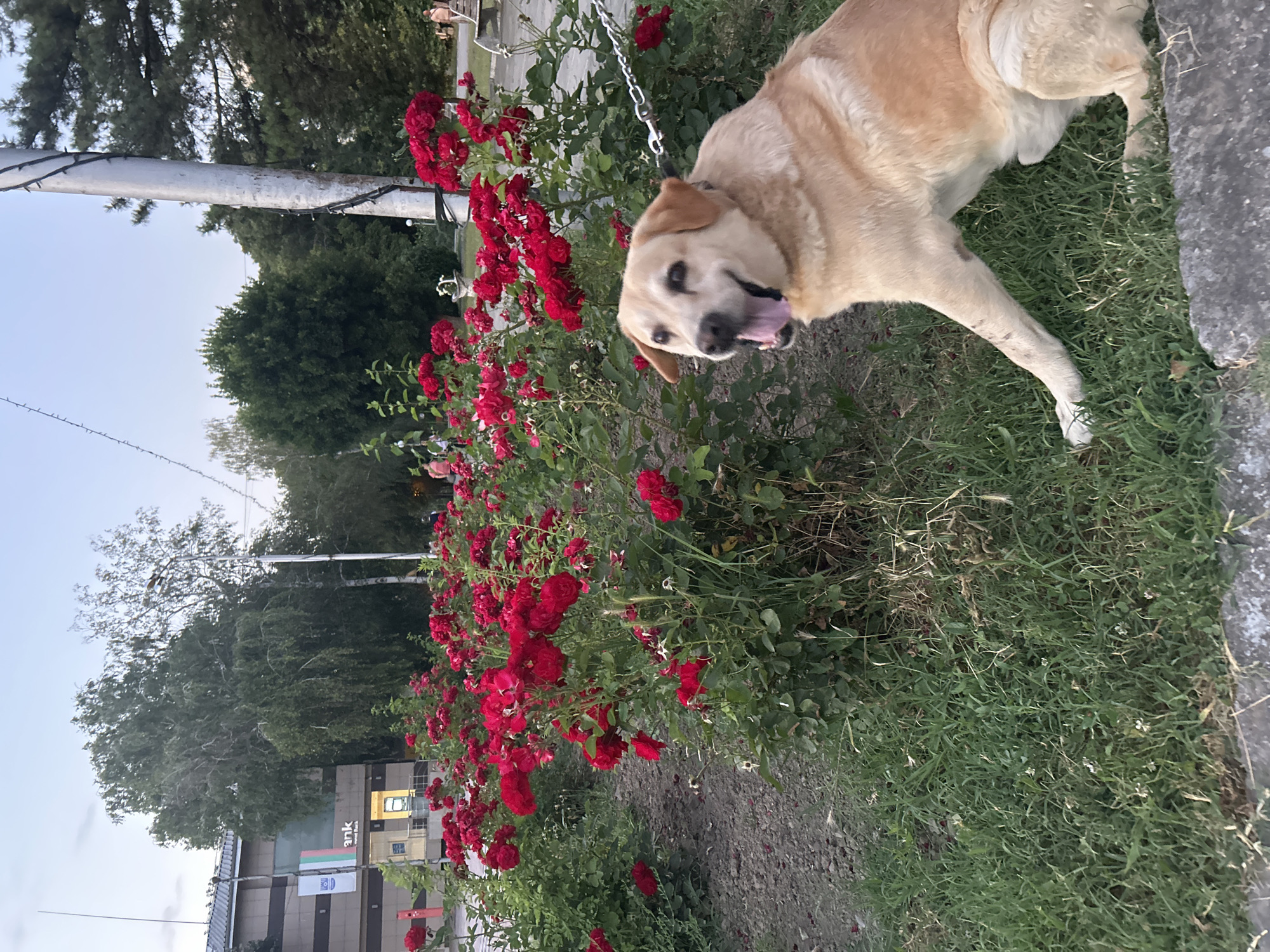 Evening stroll through Belene's public art and streets