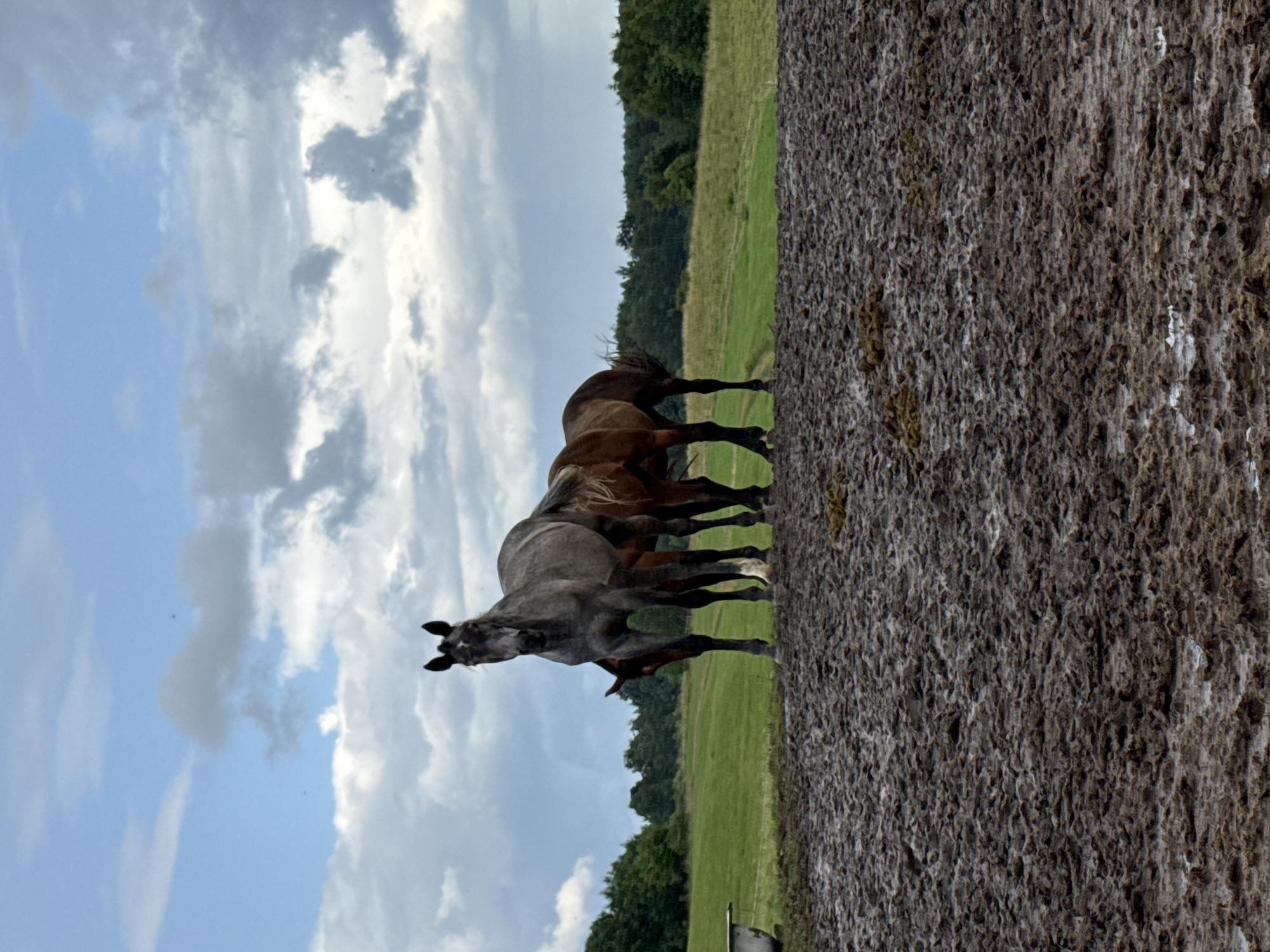 Four horses in a muddy Lithuanian field on a grey afternoon