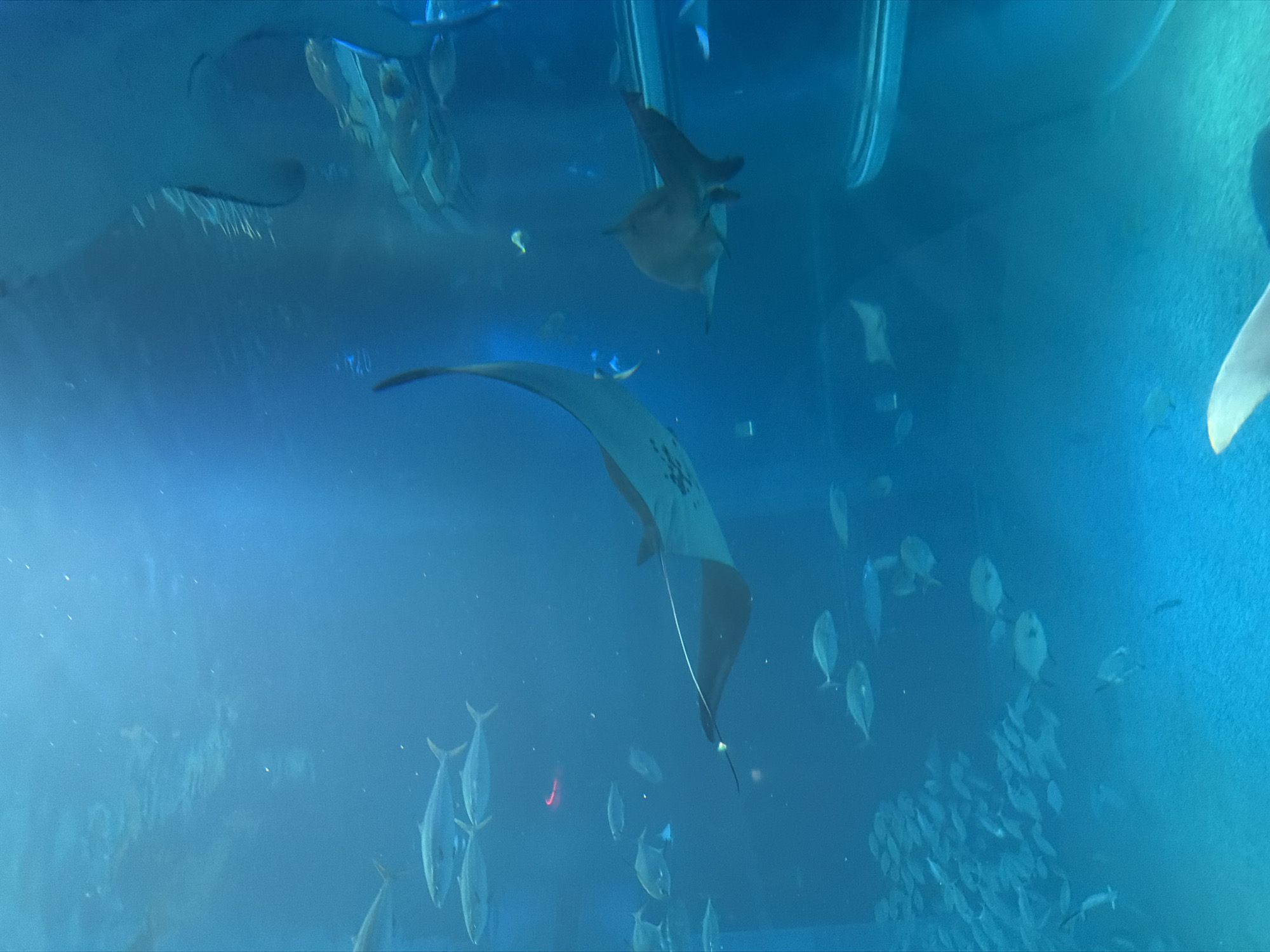 Visitors document whale sharks and marine life at Osaka aquarium
