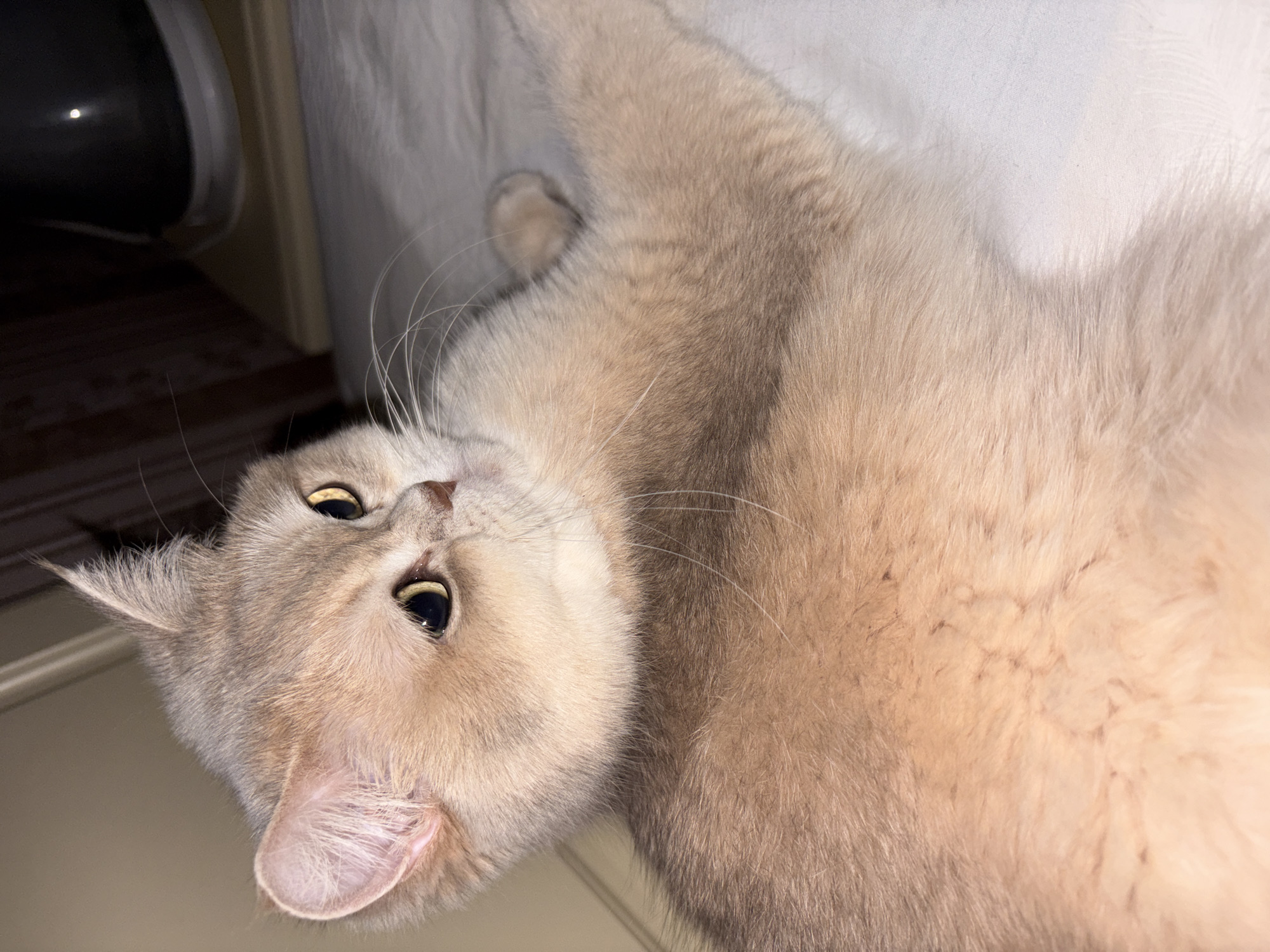 Cat photographed resting in multiple poses in Chaikovsky, Russia