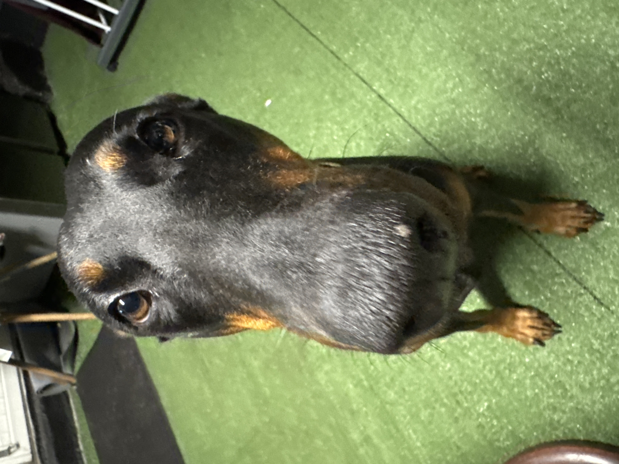 Doberman with red collar, shot from every angle