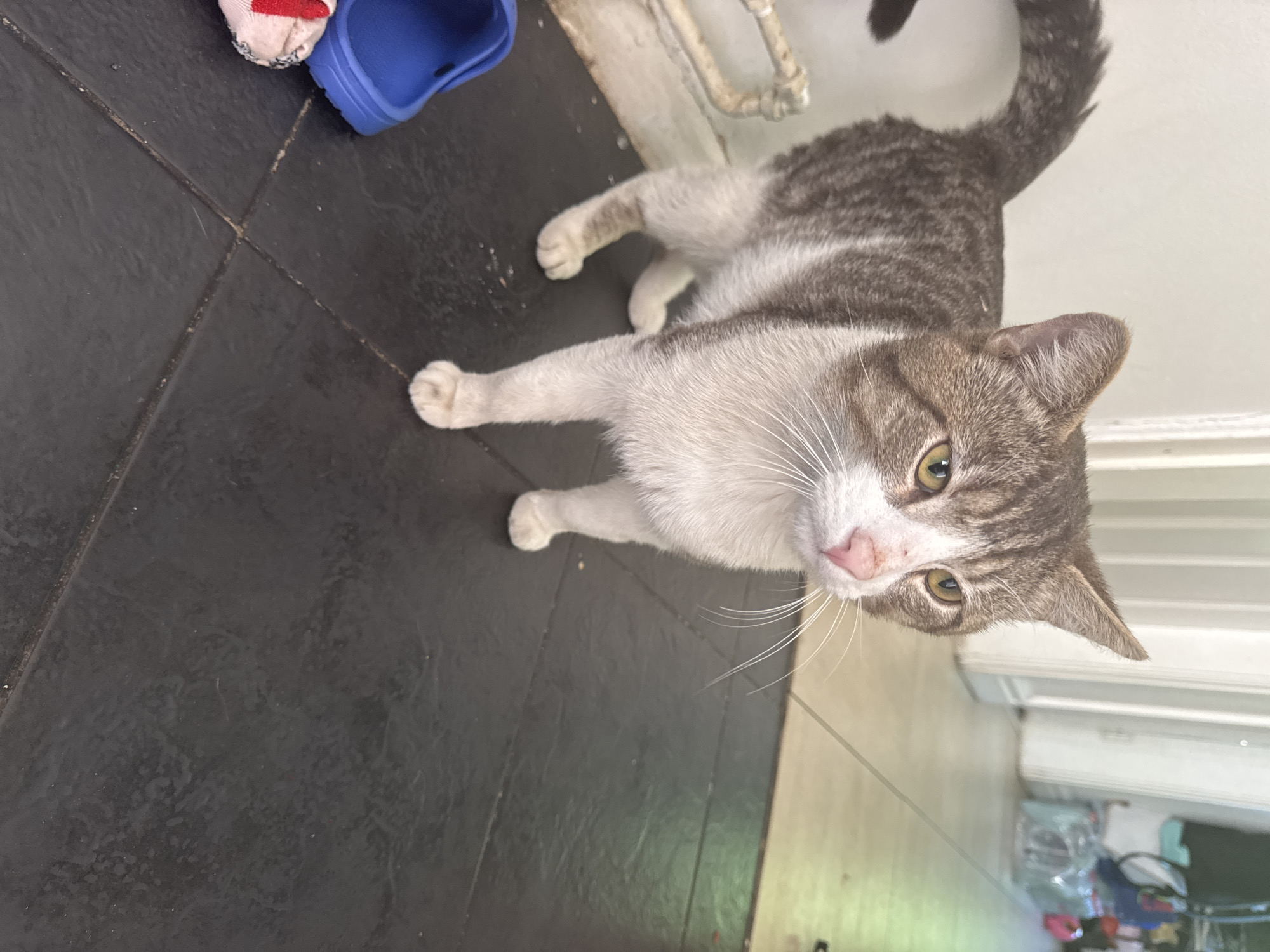 Grey tabby cat spotted multiple times around Braunstone Town
