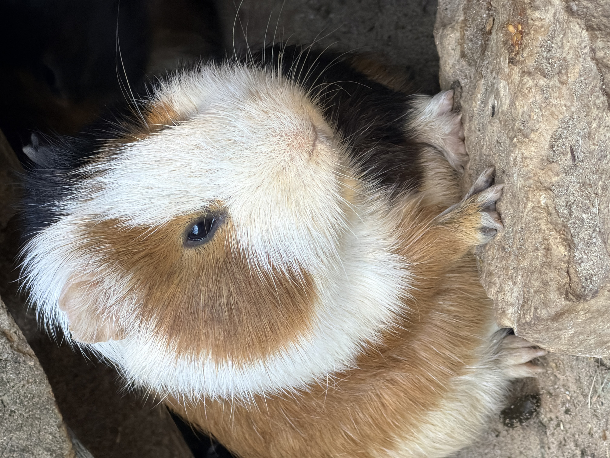 Farm park in Esch-sur-Alzette packed with animals and character