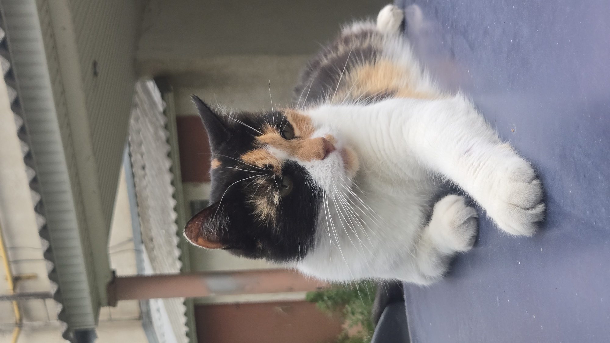 Calico cat lounges on a parked car in Tiraspol